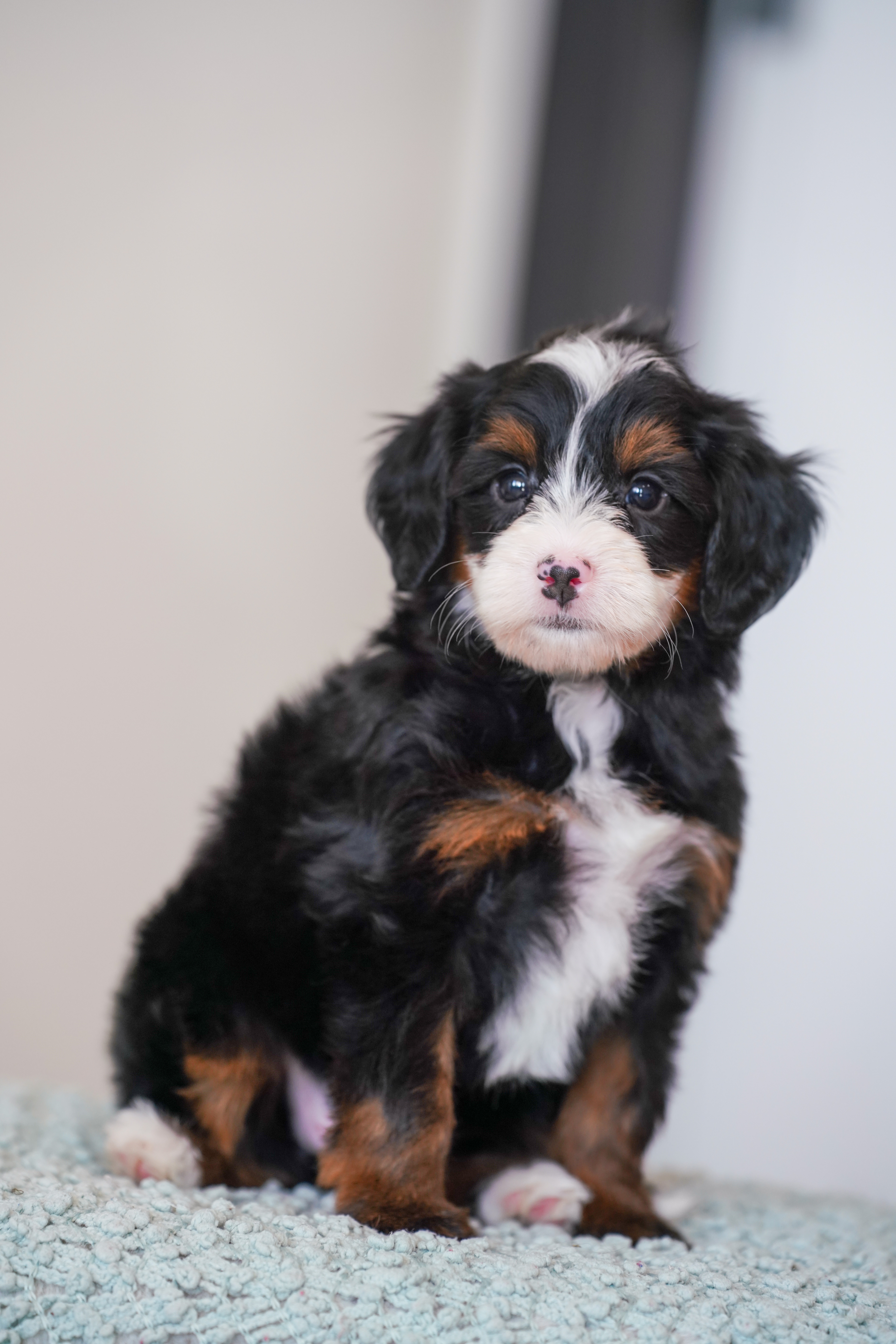Laurel, Tri Colored, girl, Mini Bernedoodle, puppy at Down Home Doodle