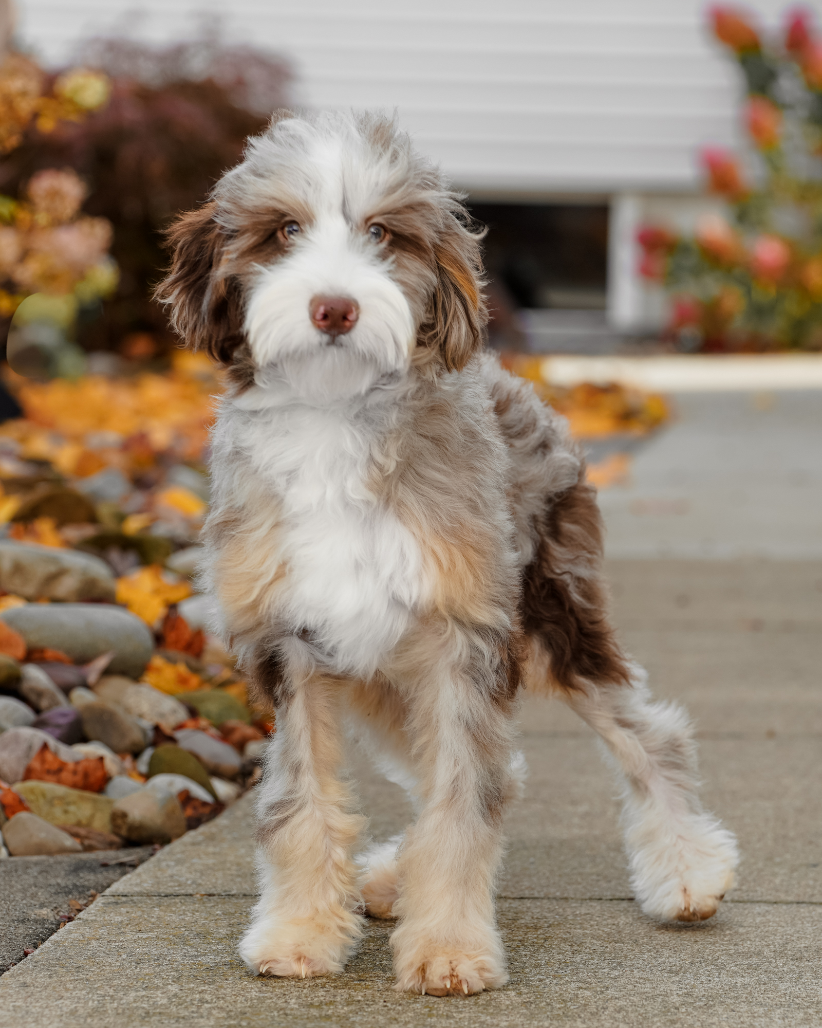 Our beautiful 23-pound Chocolate Merle Micro Bernedoodle mom with a silky-soft, wavy coat and a playful, delightfully quirky personality.