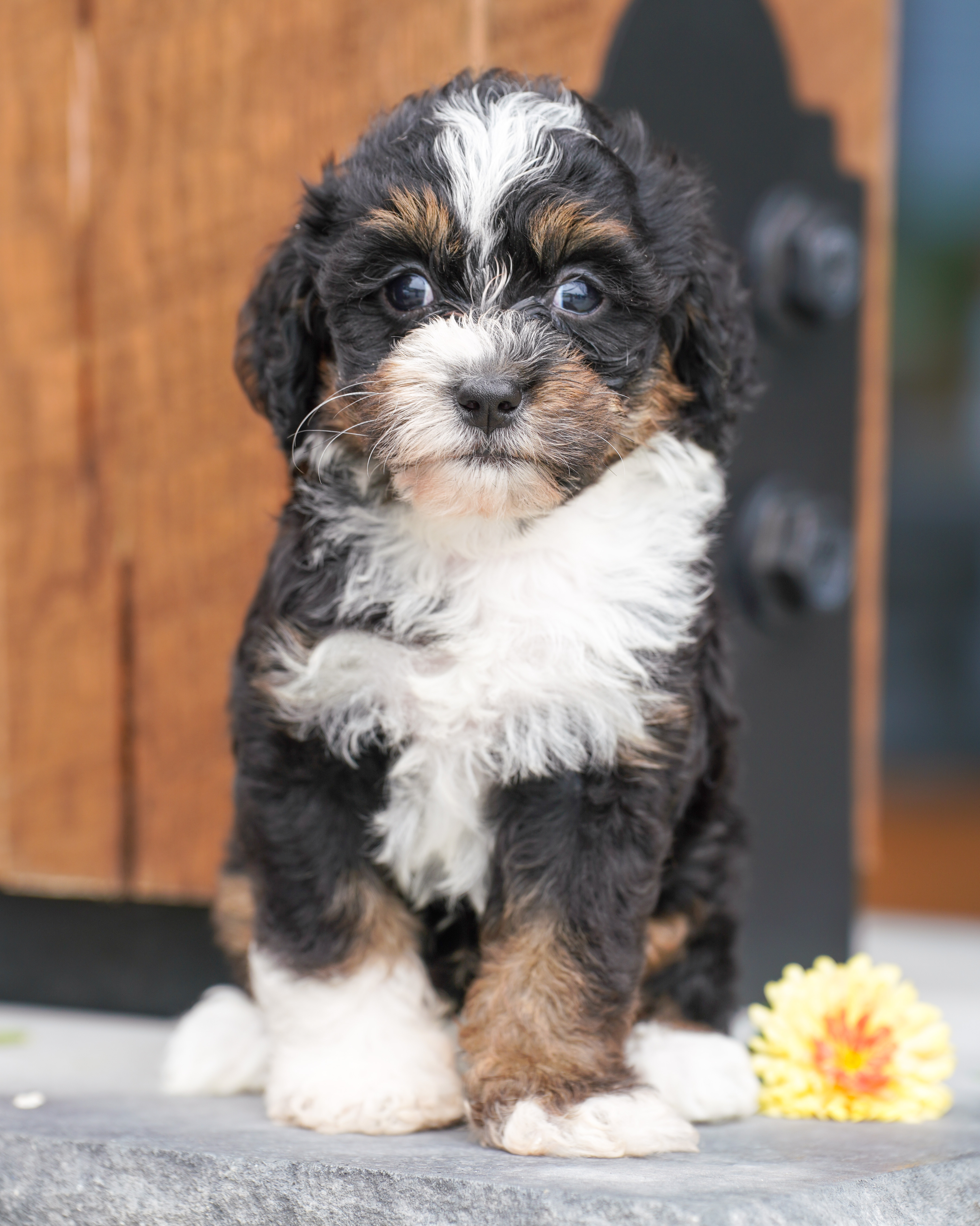 Valentino, Tri Colored, boy, Micro Bernedoodle, puppy at Down Home Doodle