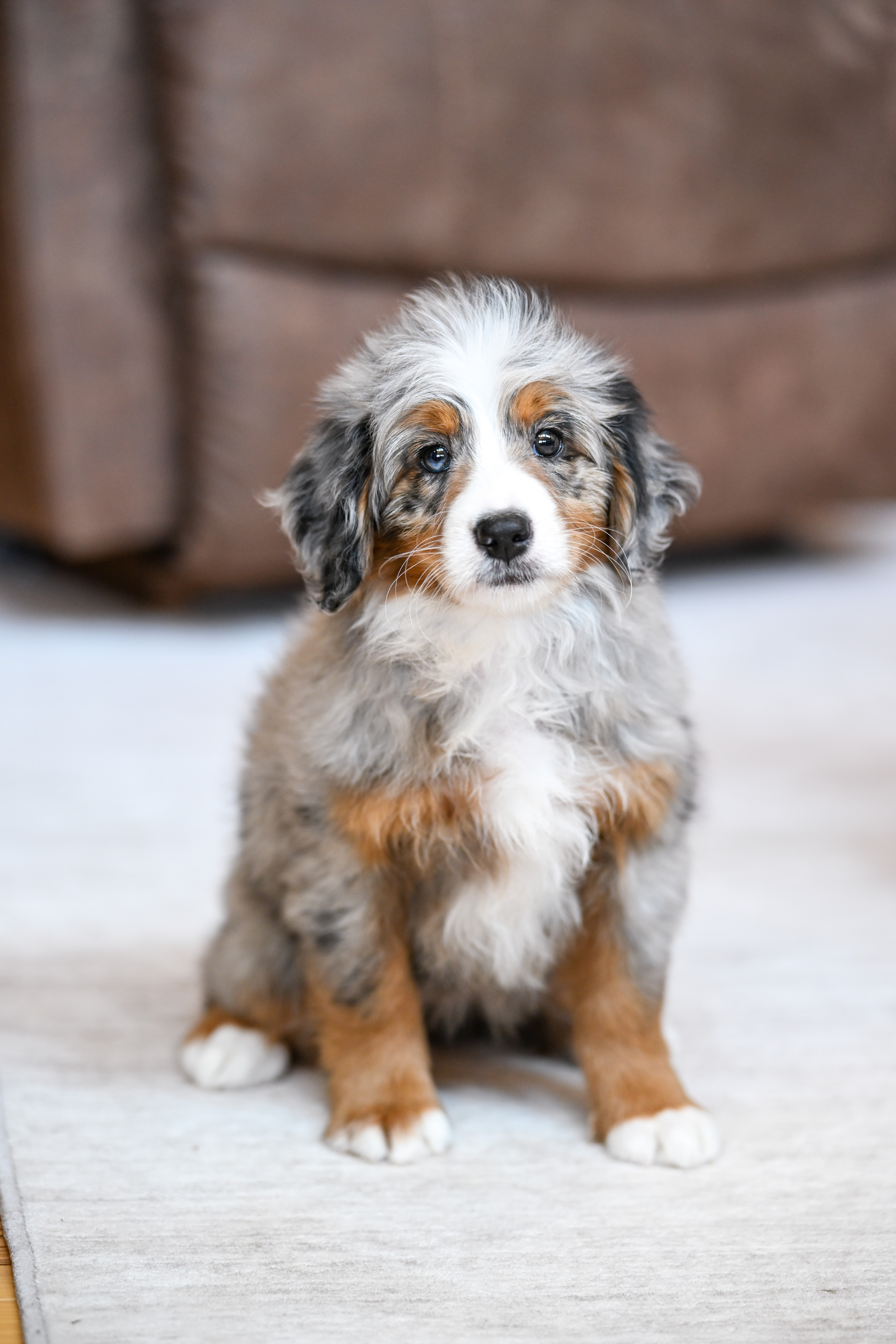 Rapunzel, Merle Tri Colored, girl, Mini Bernedoodle, puppy at Down Home Doodle
