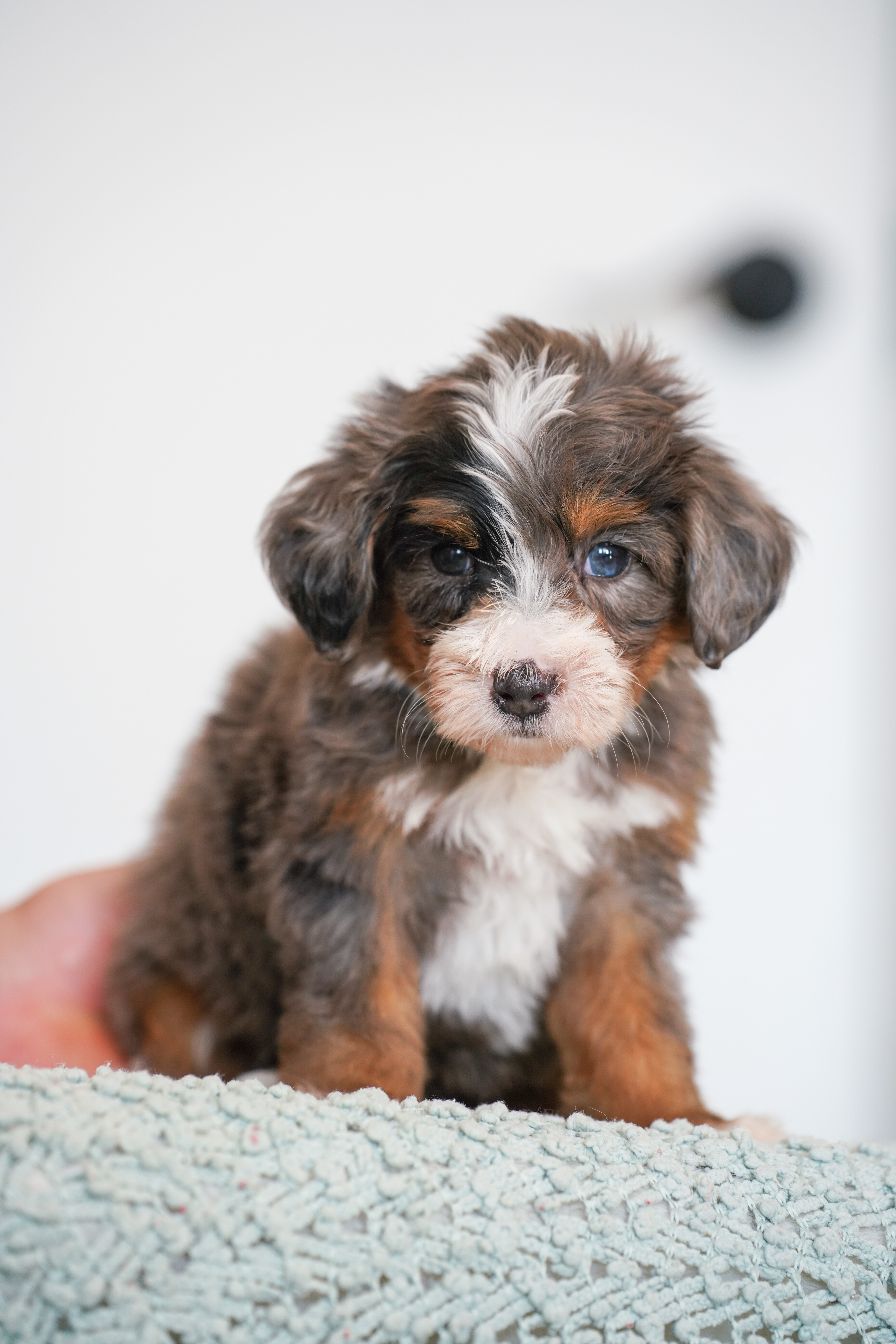 Malibu, Merle Tri Colored, boy, Mini Bernedoodle, puppy at Down Home Doodle
