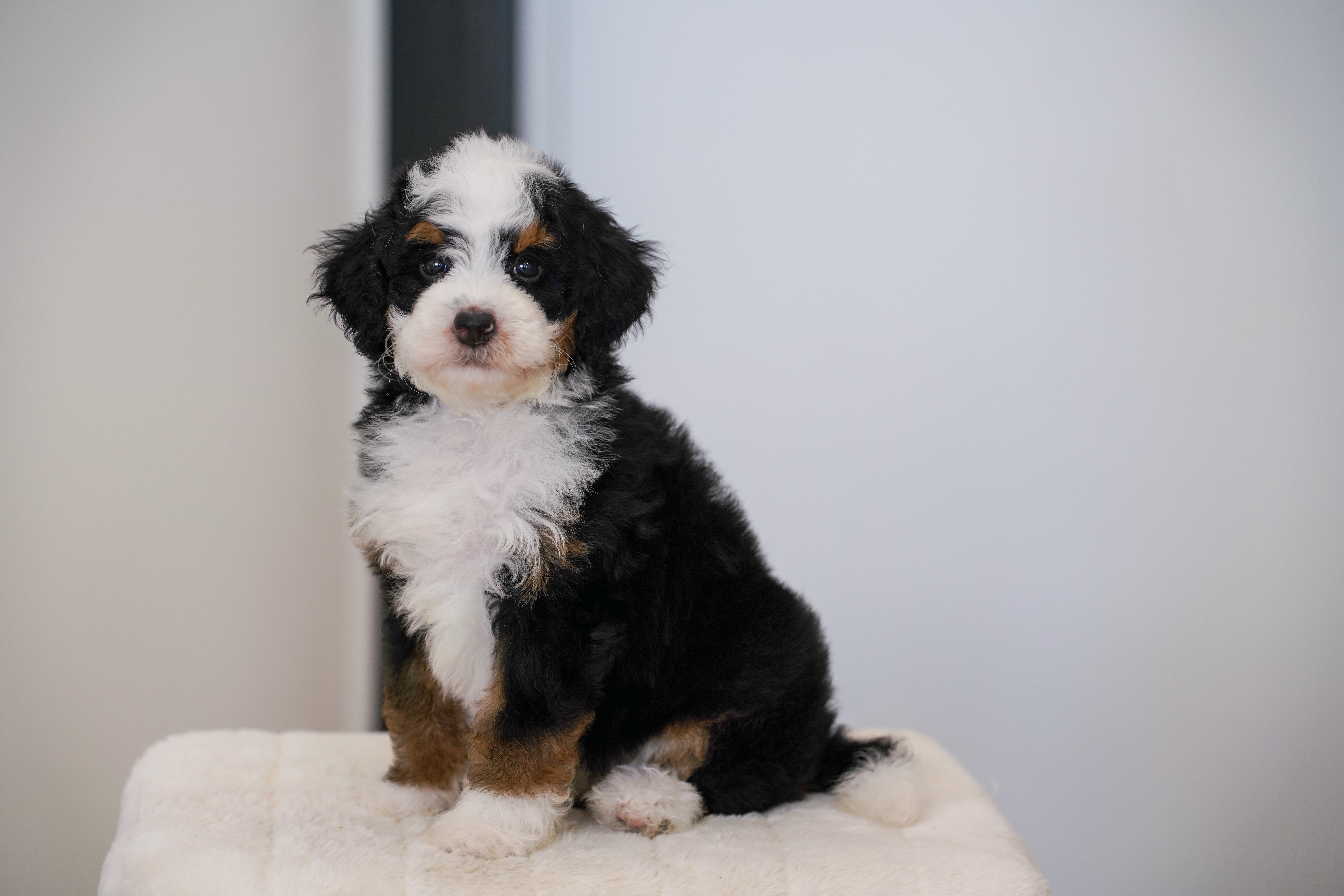 Bunny, Tri Colored, girl, Mini Bernedoodle, puppy at Down Home Doodle