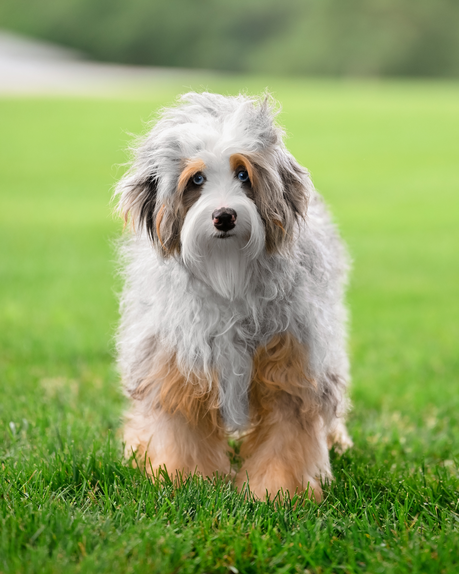 Darcy, photo 7