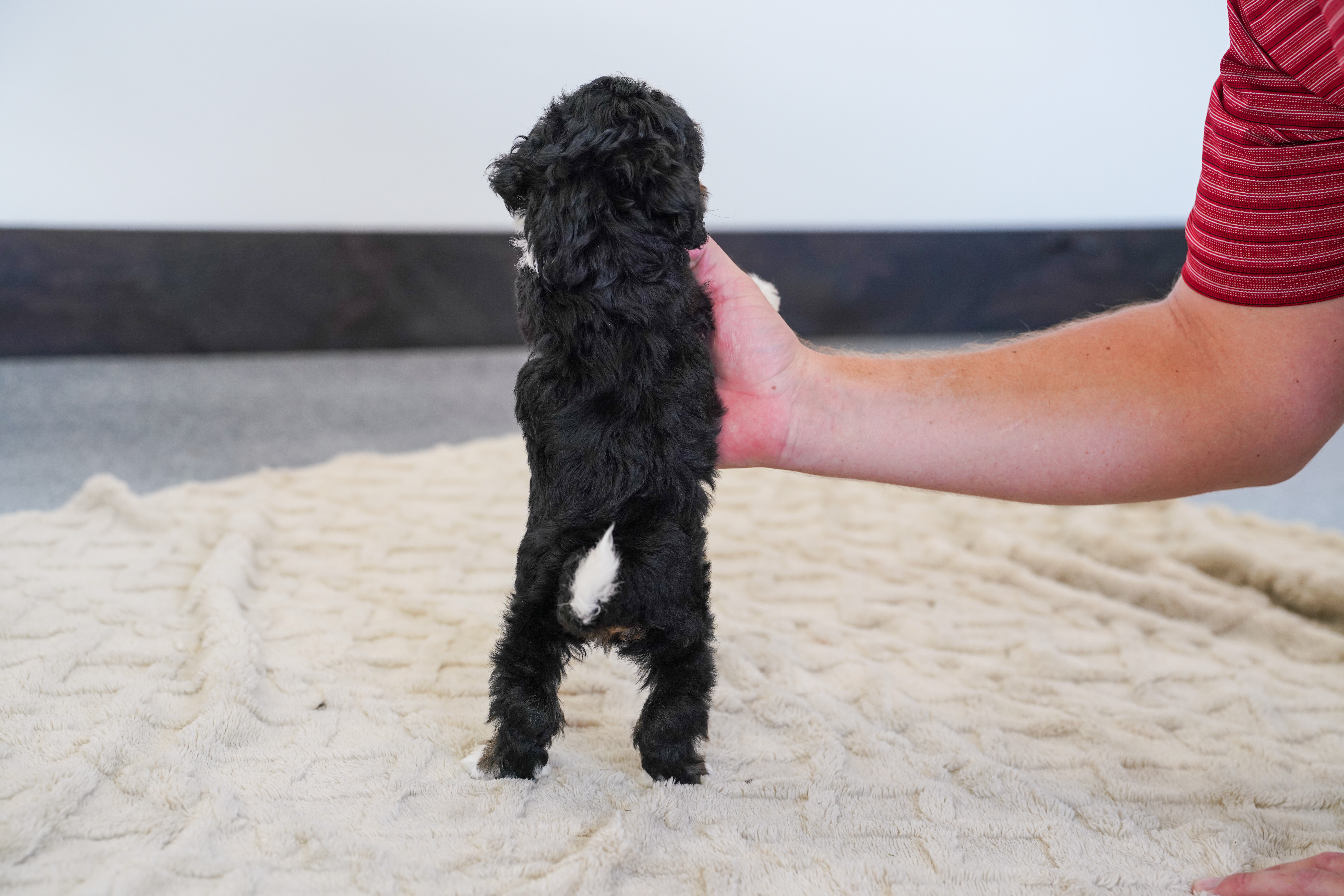 Valentino, Tri Colored, boy, Micro Bernedoodle, puppy at Down Home Doodle