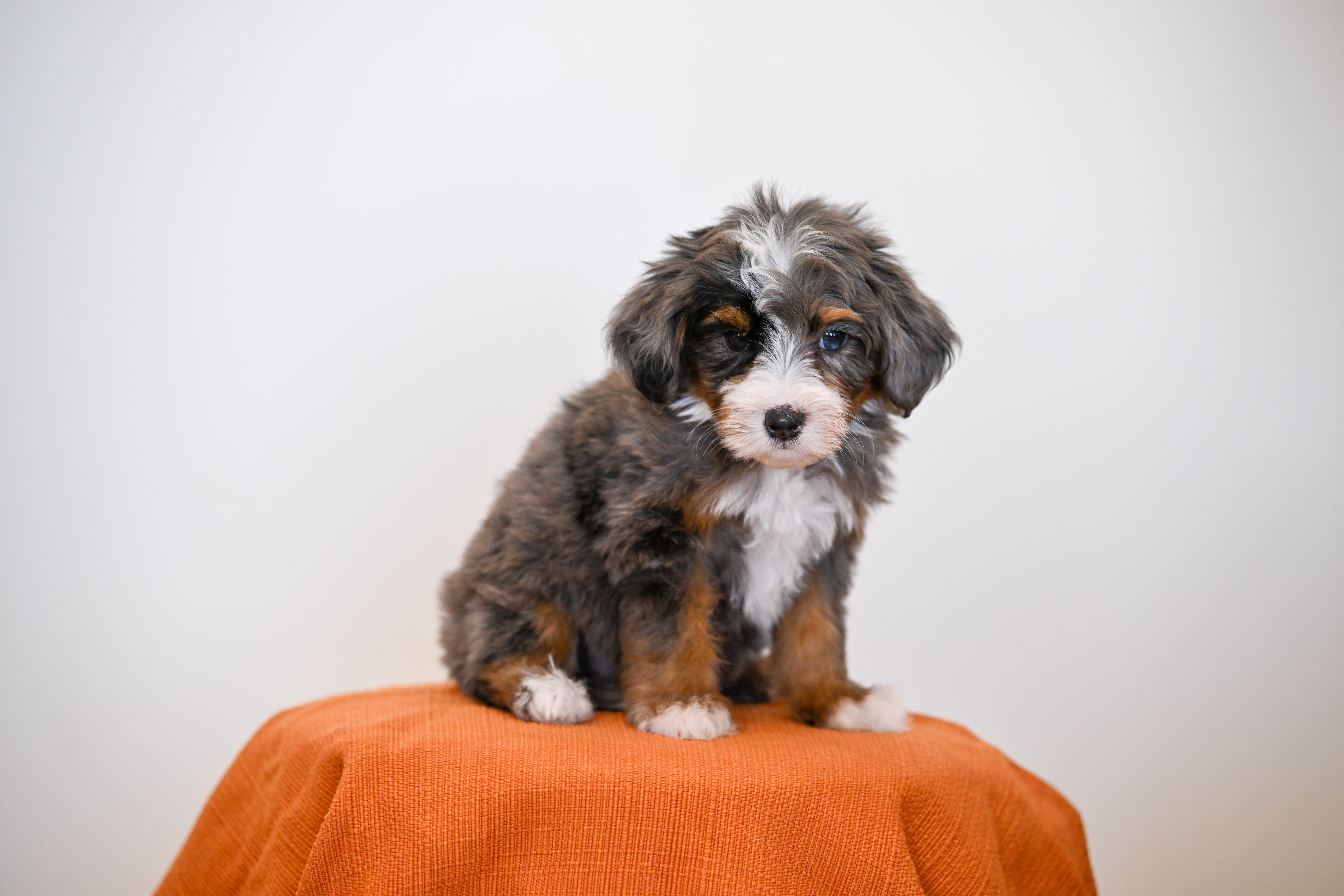 Malibu, Merle Tri Colored, boy, Mini Bernedoodle, puppy at Down Home Doodle