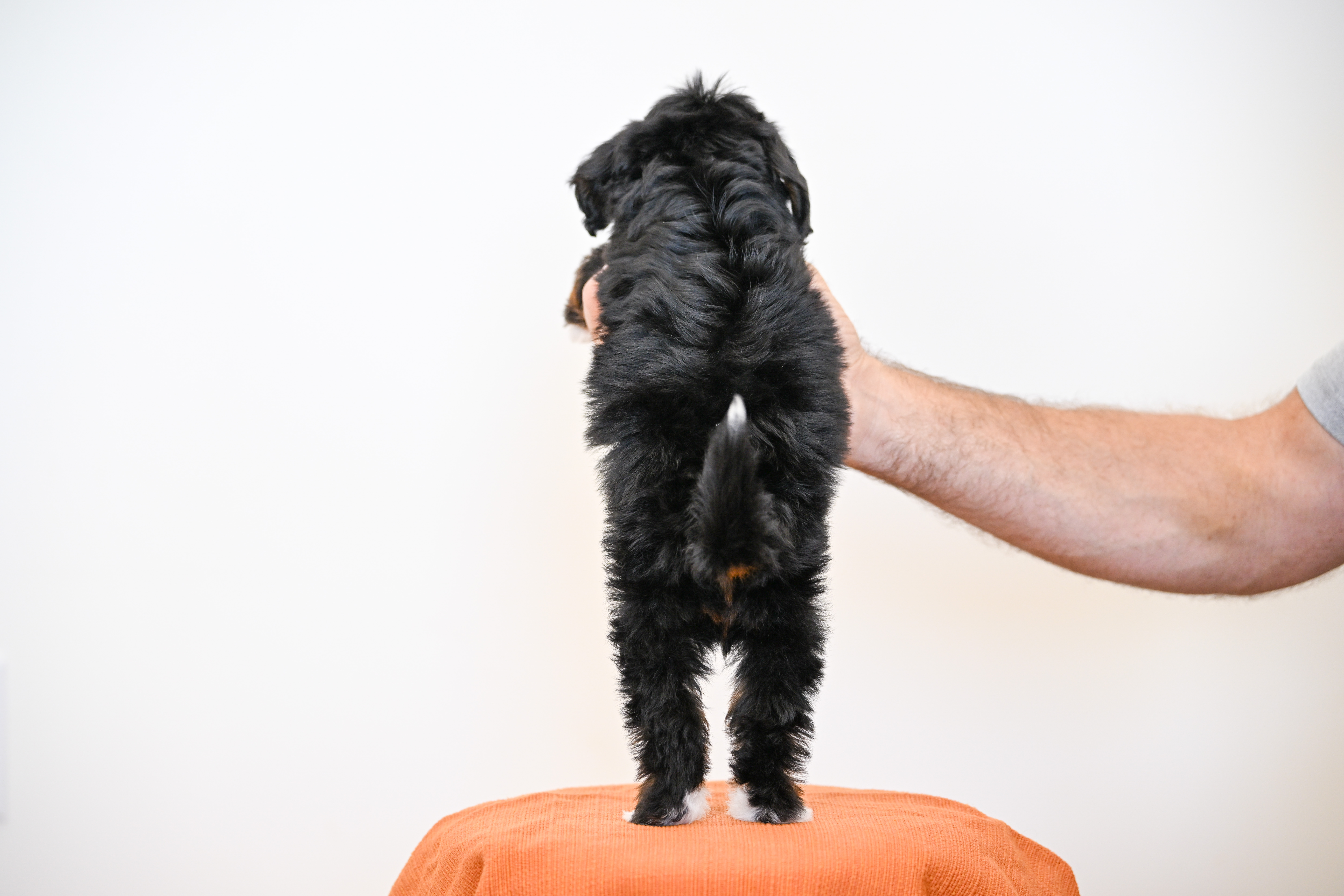Burbank, Tri Colored, boy, Mini Bernedoodle, puppy at Down Home Doodle