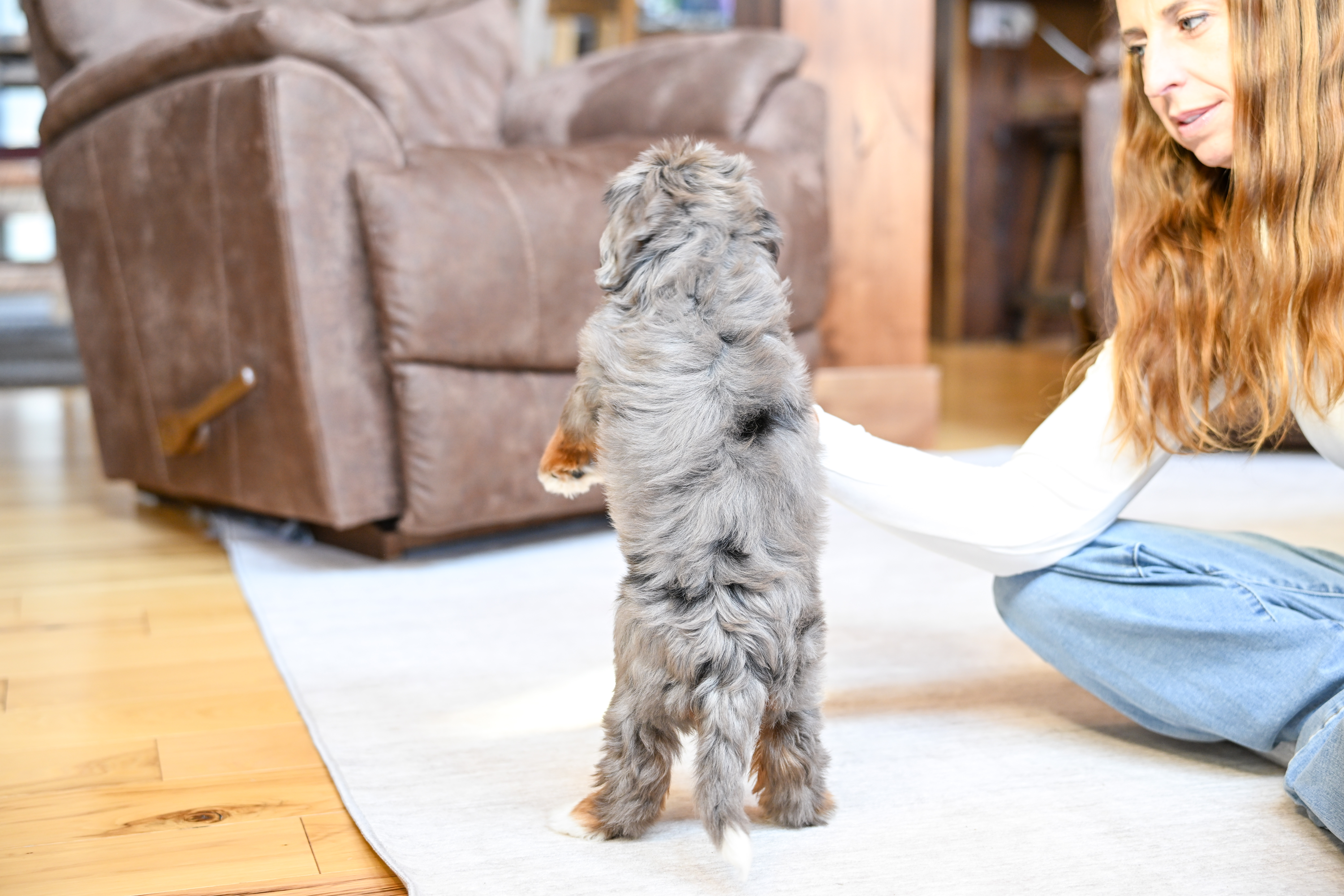 Ariel, Merle Tri Colored, girl, Mini Bernedoodle, puppy at Down Home Doodle