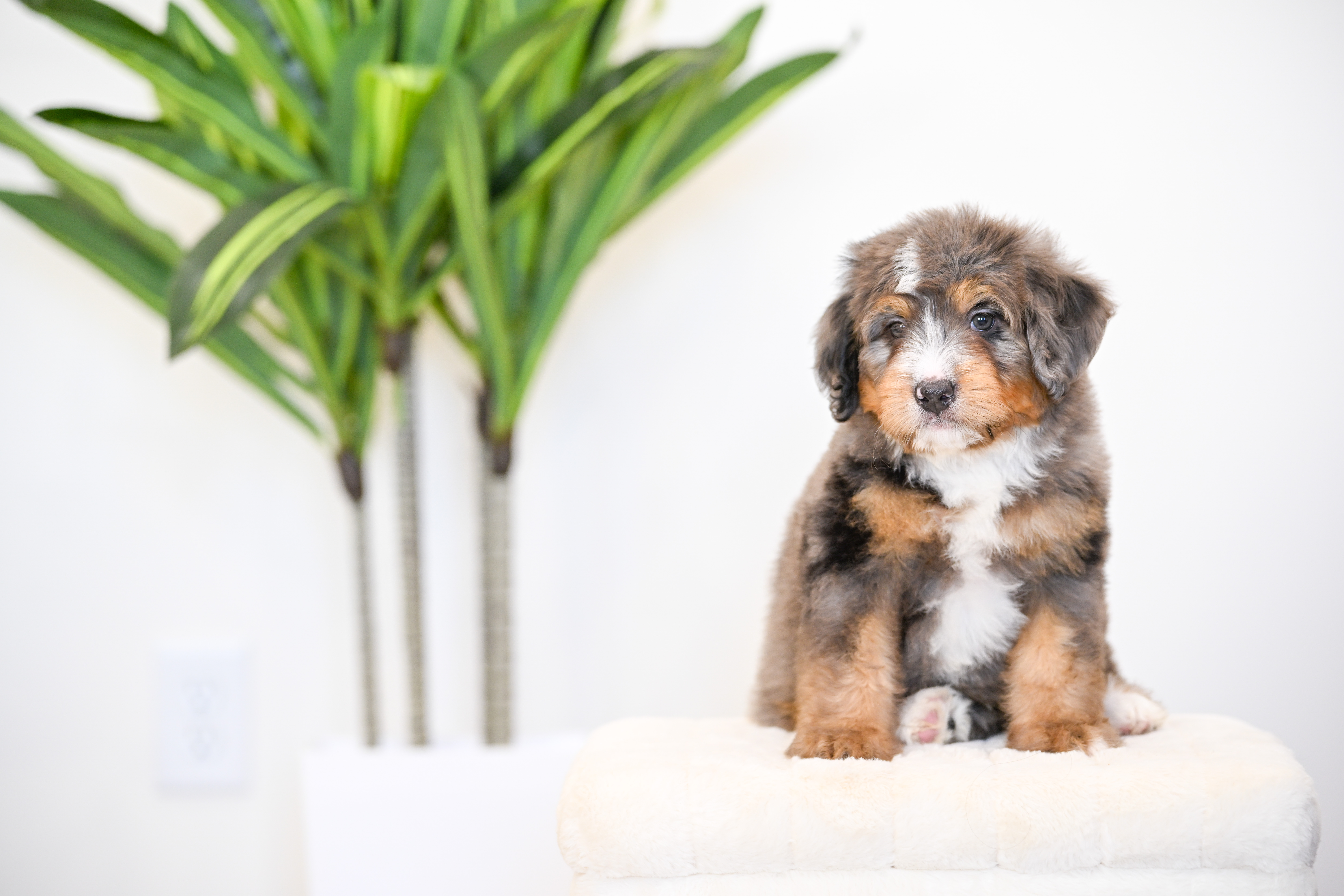 Frito, Merle Tri Colored, boy, Mini Bernedoodle, puppy at Down Home Doodle