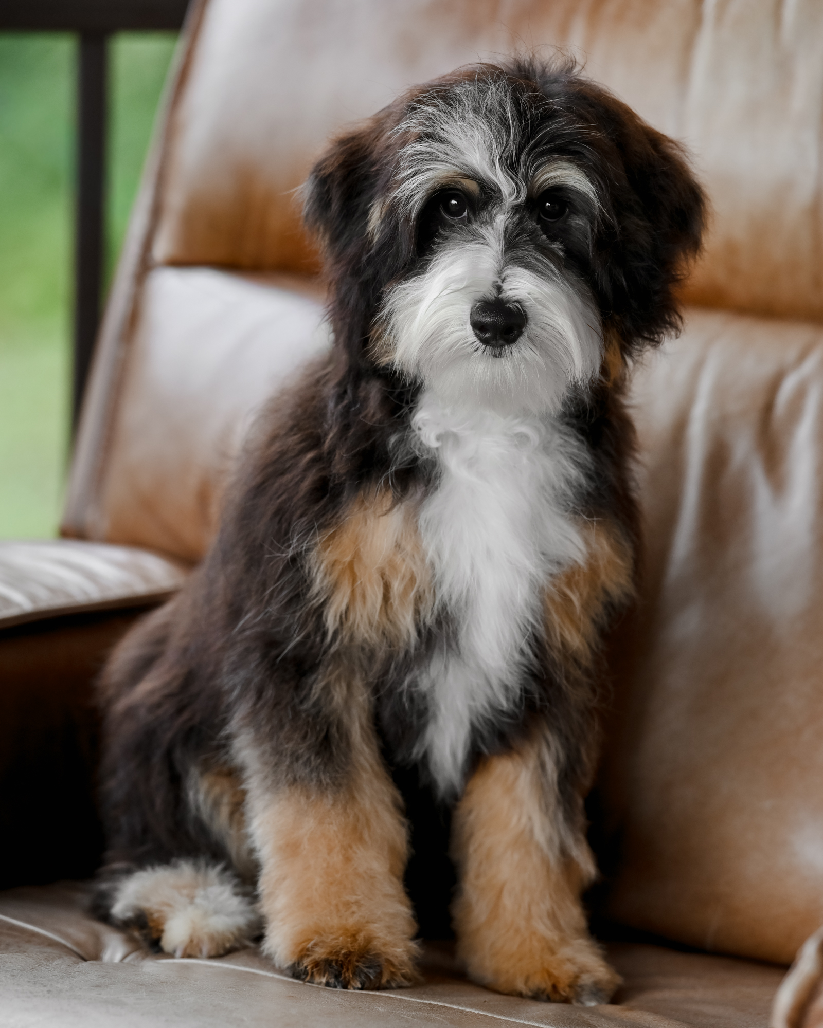 Bindi, photo 4