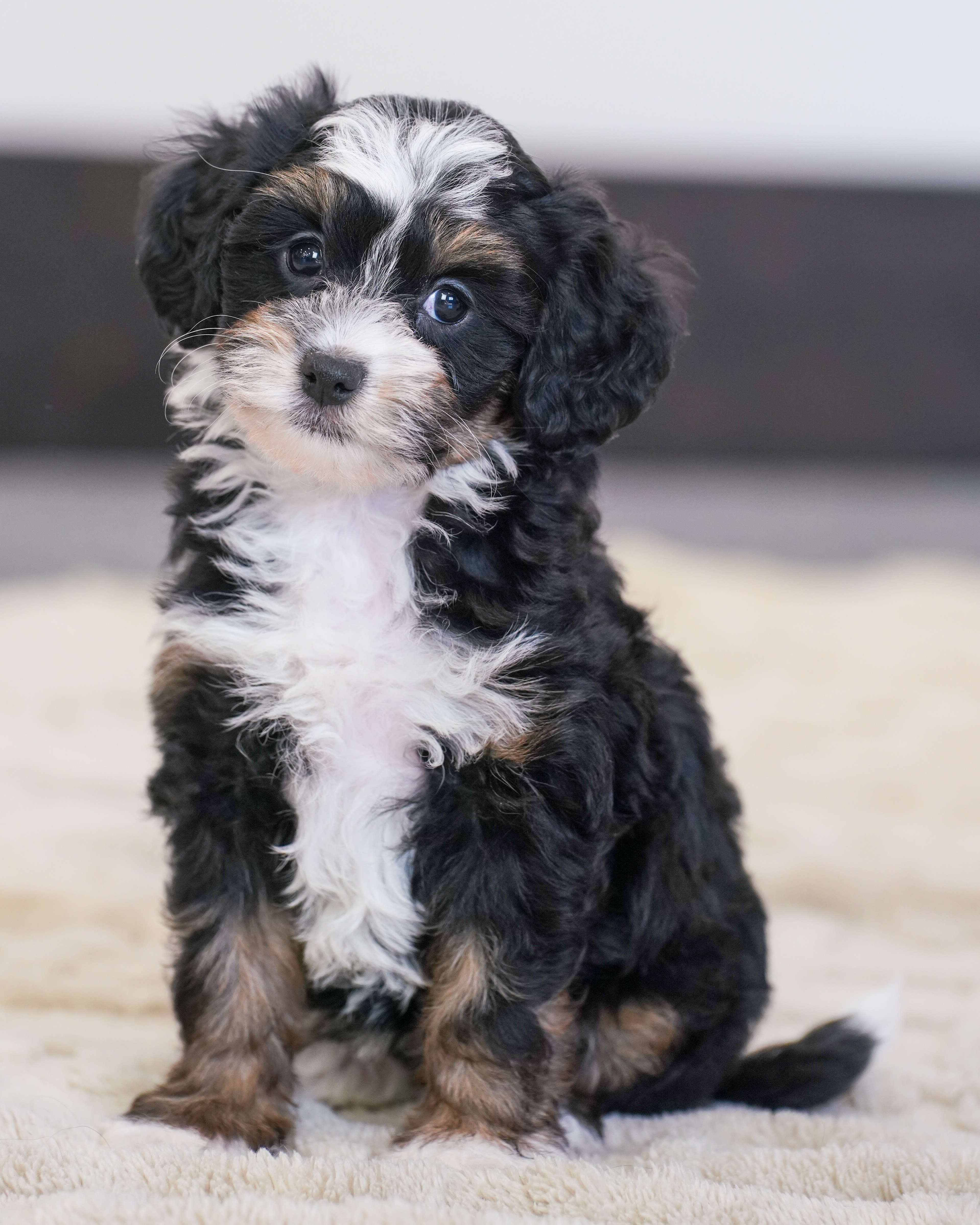 Coco, Tri Colored, girl, Micro Bernedoodle, puppy at Down Home Doodle