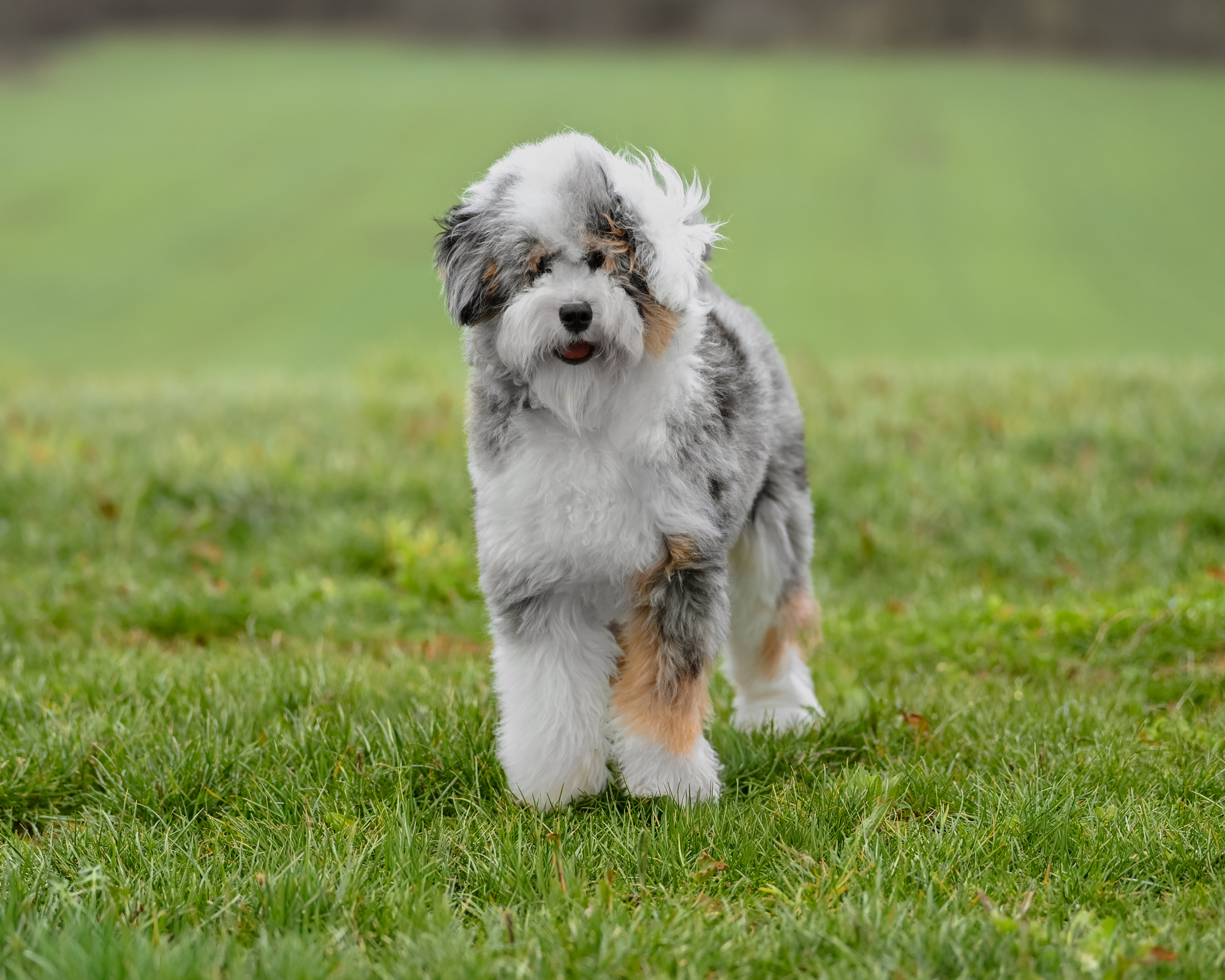 Payton, Blue Merle Tri Micro Bernedoodle mom at Down Home Doodle
