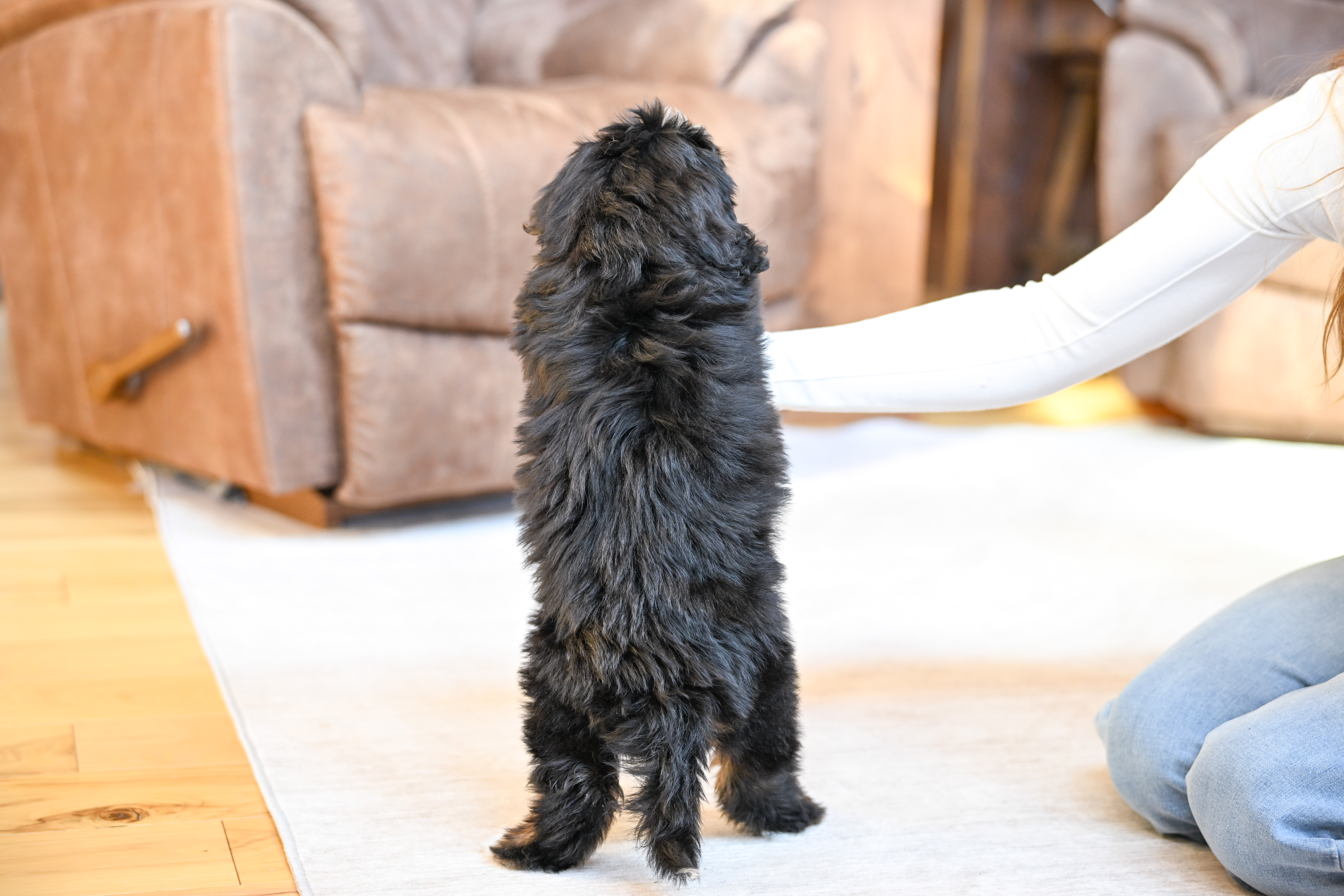 Flynn, Tri Colored, boy, Mini Bernedoodle, puppy at Down Home Doodle