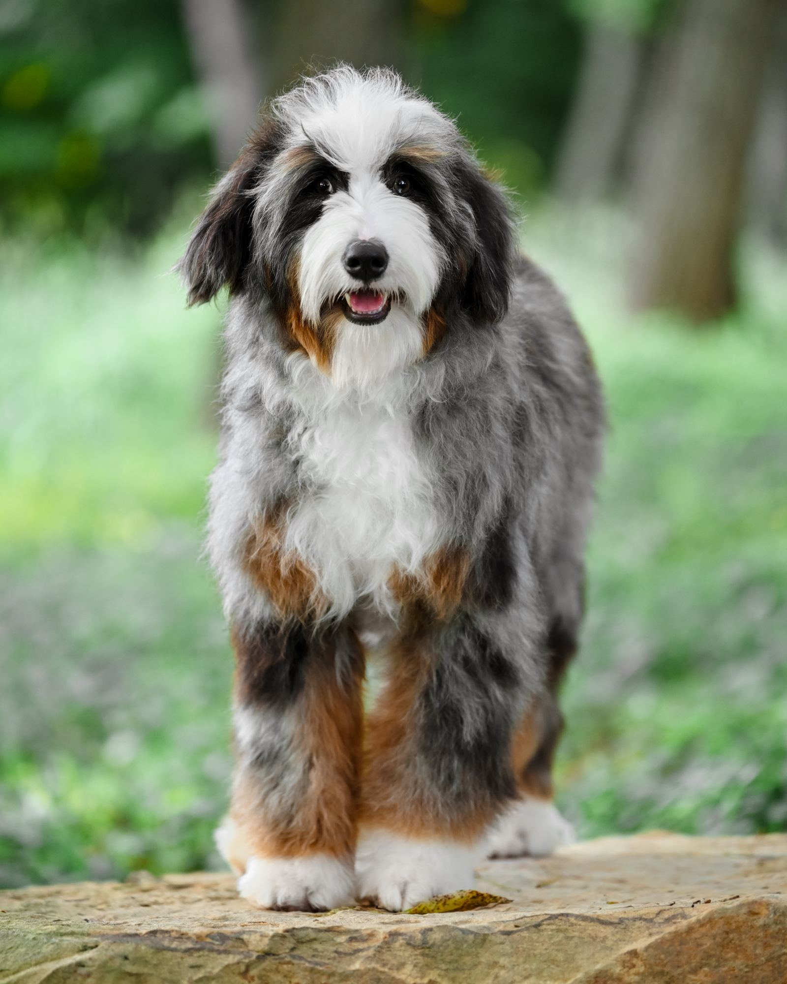 Blue Merle Tri Mini Bernedoodle mom