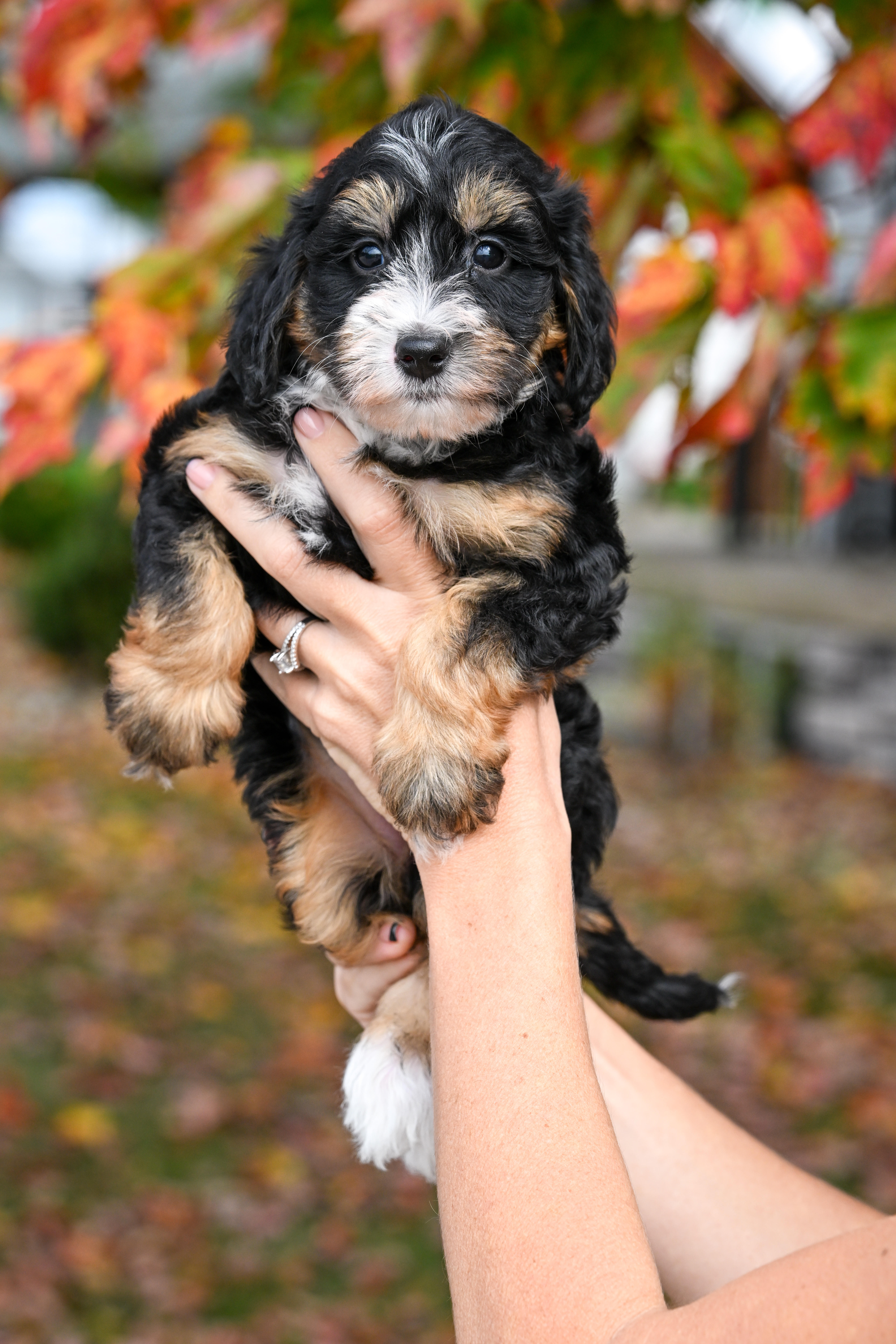 Hulu, Tri Colored Micro Bernedoodle puppy