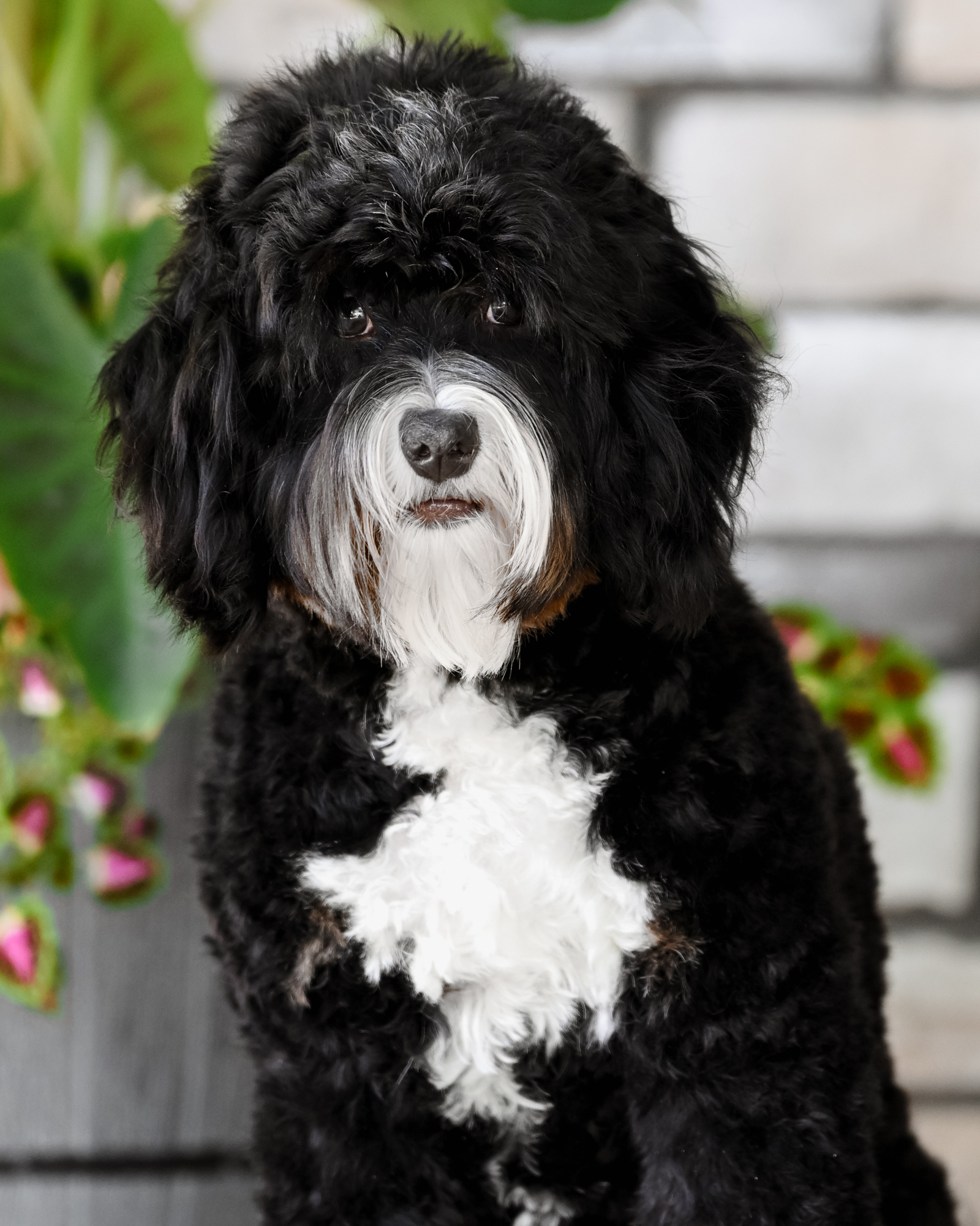 Our petite 21-pound Micro Bernedoodle mom with a thick, wavy coat, plush teddy bear looks, and a big, diva-like personality.