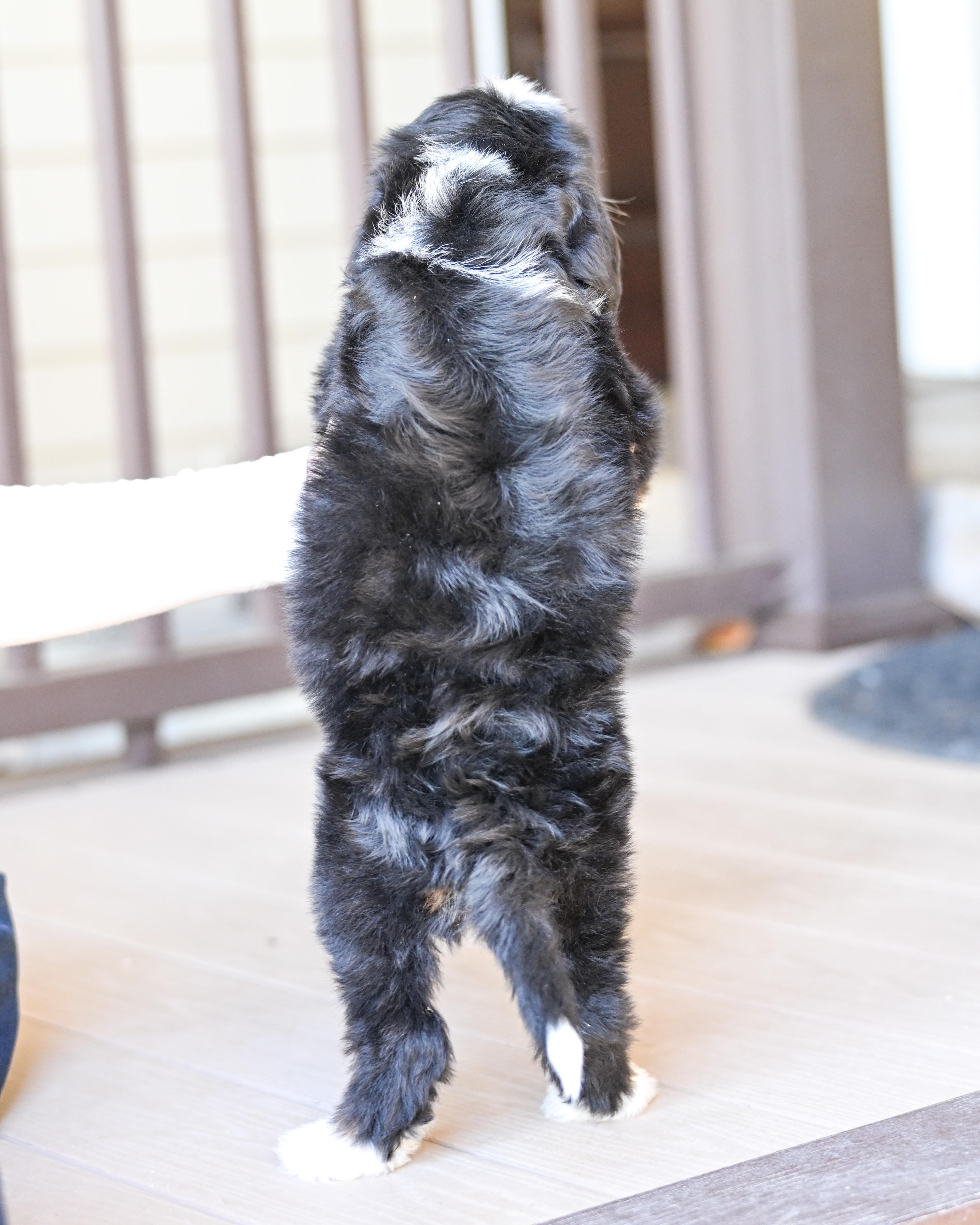 Laura, Tri Colored, girl, Mini Bernedoodle, puppy at Down Home Doodle