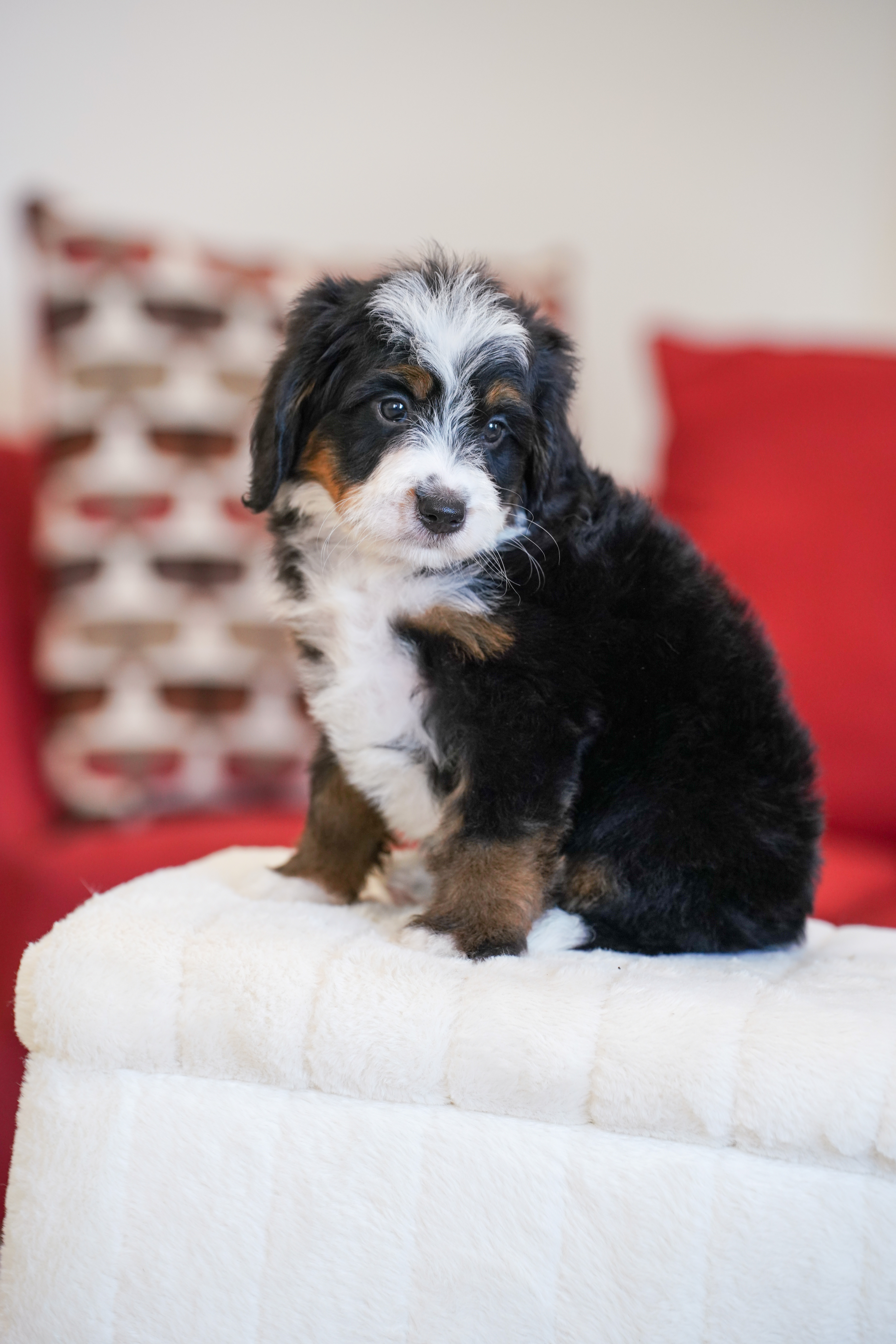 Melania, Tri Colored, girl, Mini Bernedoodle, puppy at Down Home Doodle