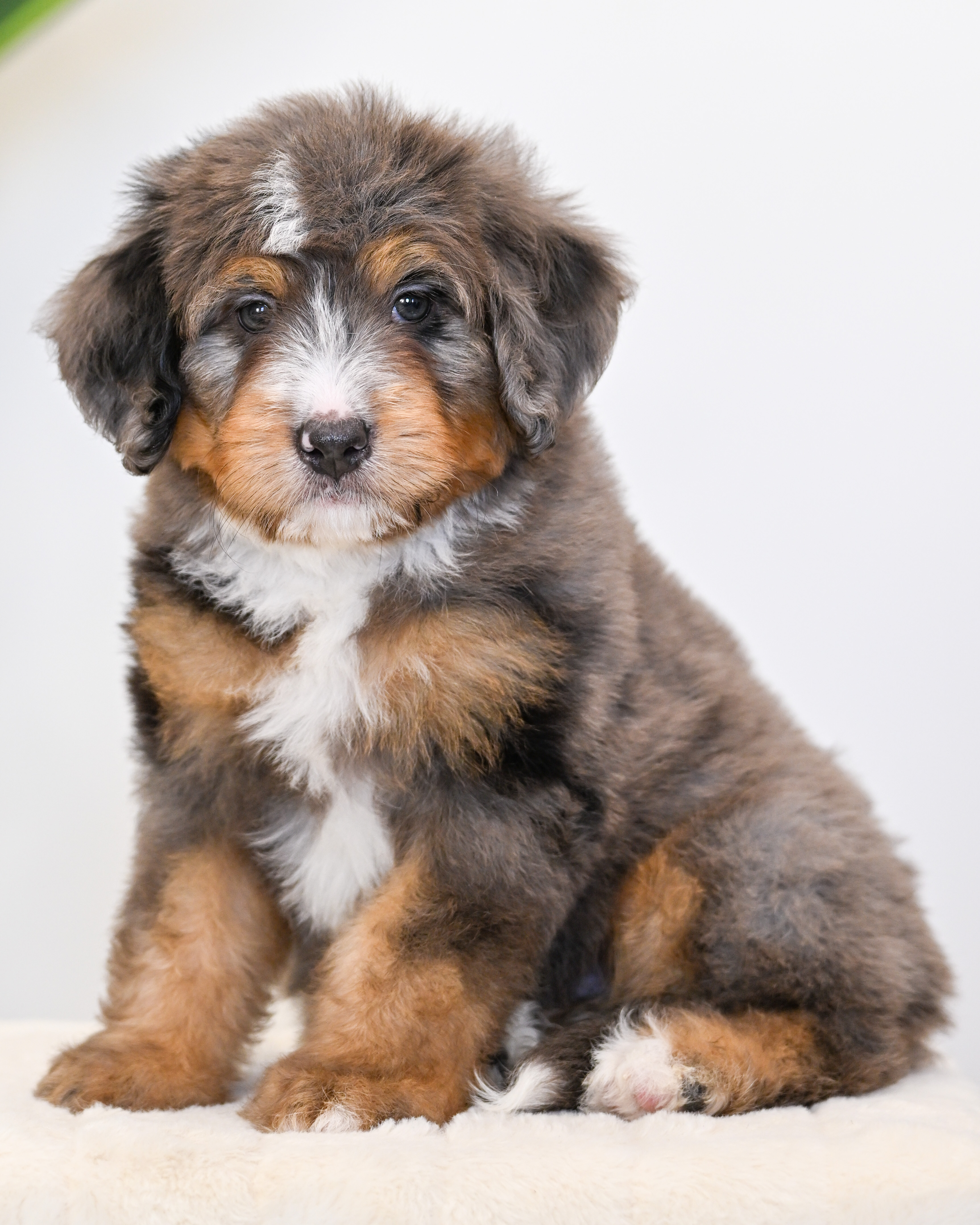 Frito, Merle Tri Colored, boy, Mini Bernedoodle, puppy at Down Home Doodle
