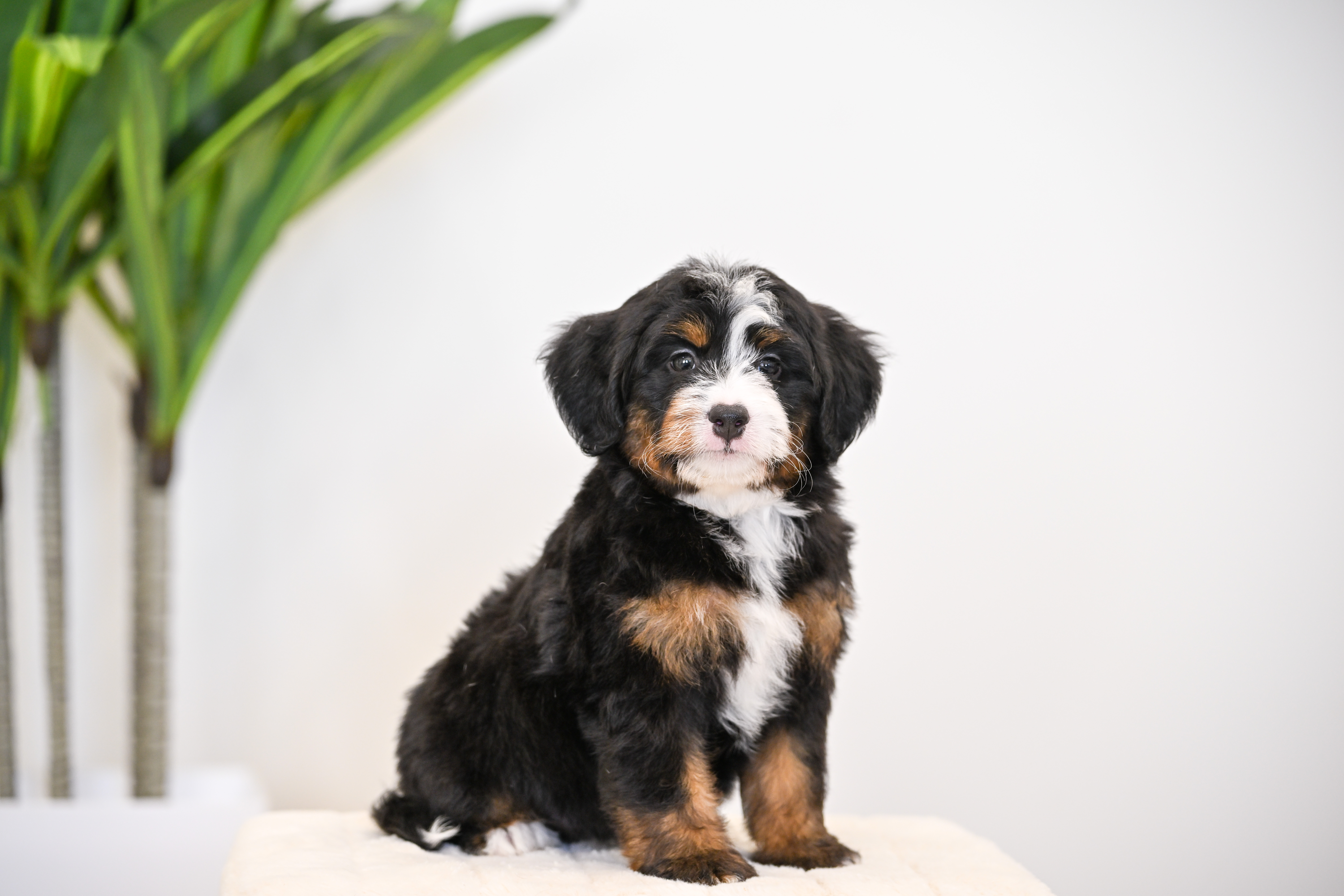 Goldie, Tri Colored, girl, Mini Bernedoodle, puppy at Down Home Doodle