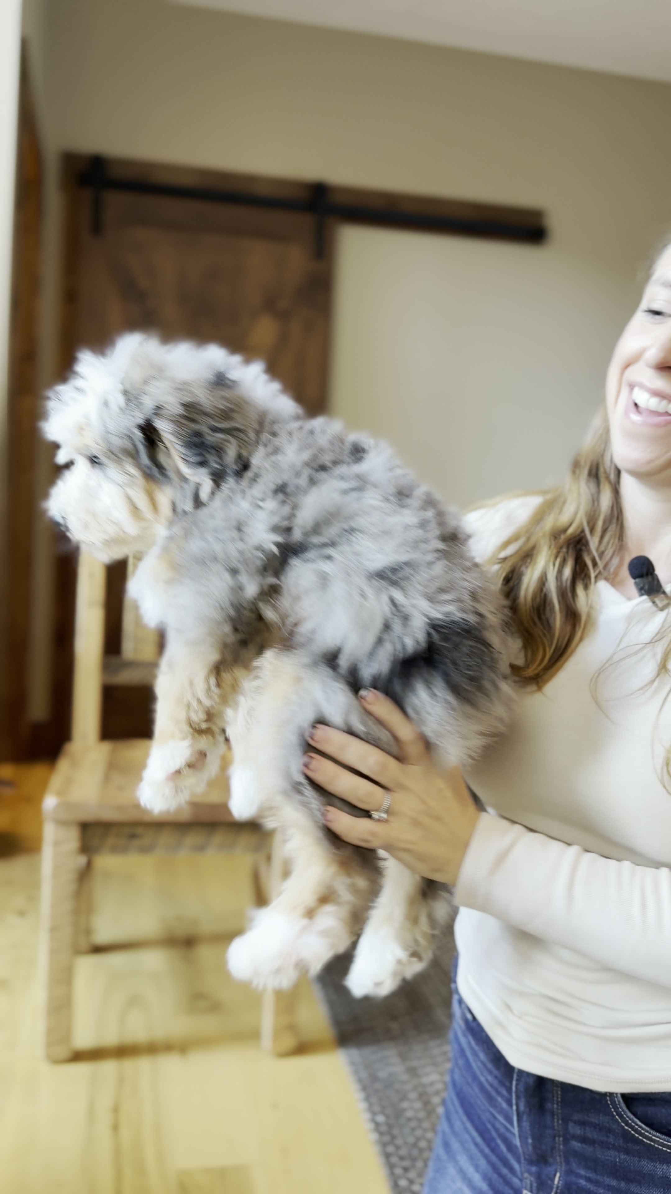 Eagle, Merle Tri Colored Mini Bernedoodle puppy