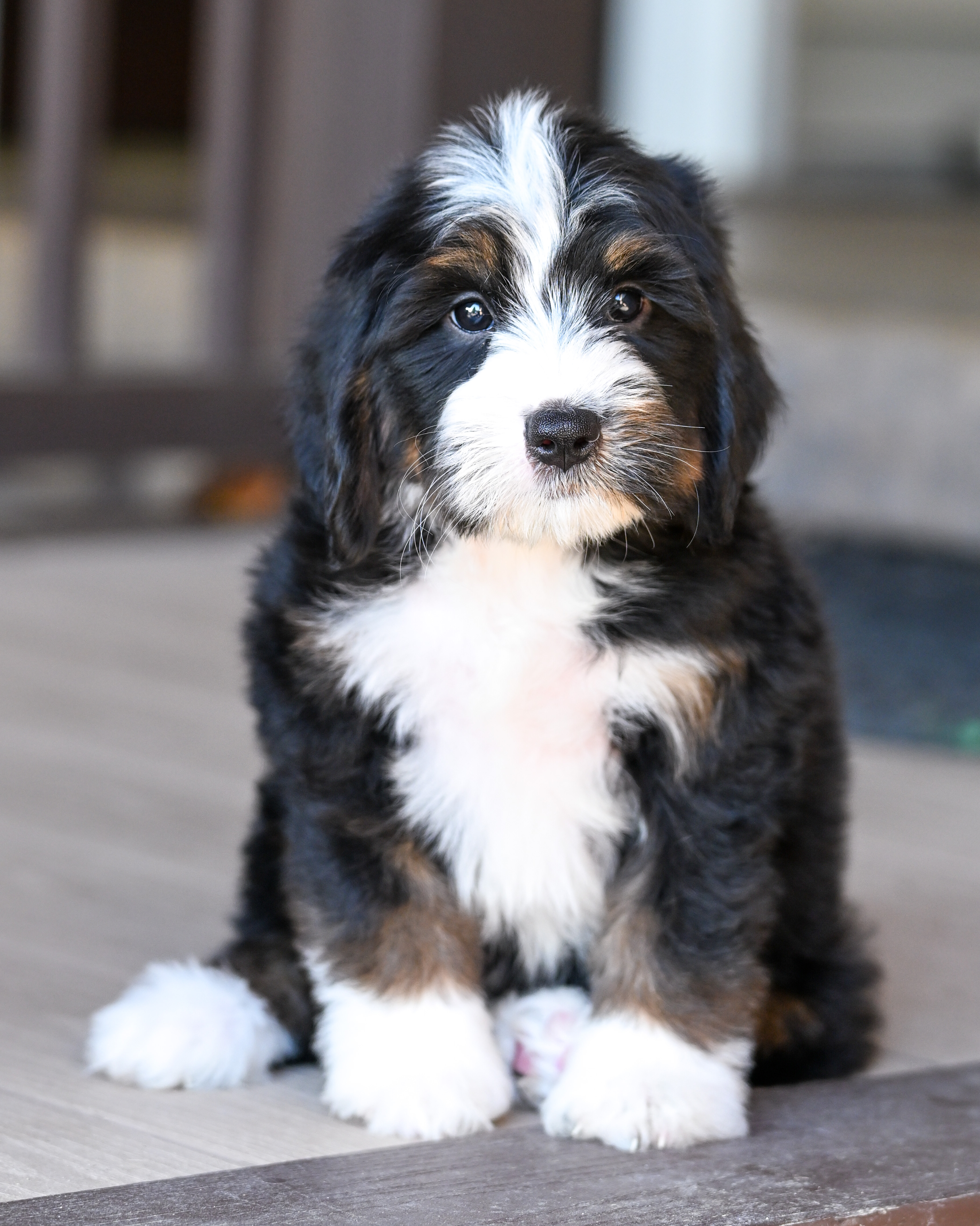 Laura, Tri Colored, girl, Mini Bernedoodle, puppy at Down Home Doodle