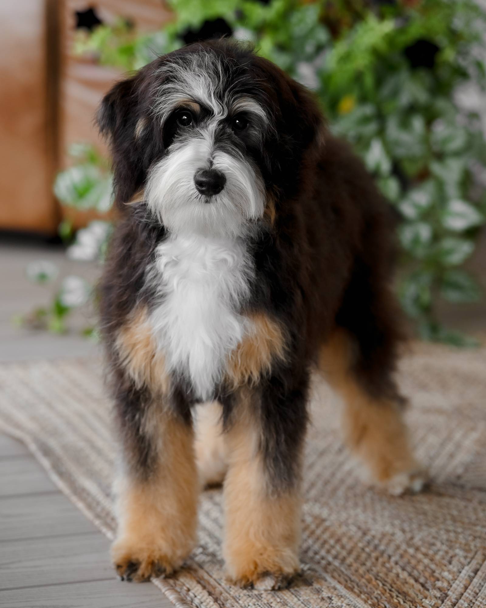 Bindi, photo 3