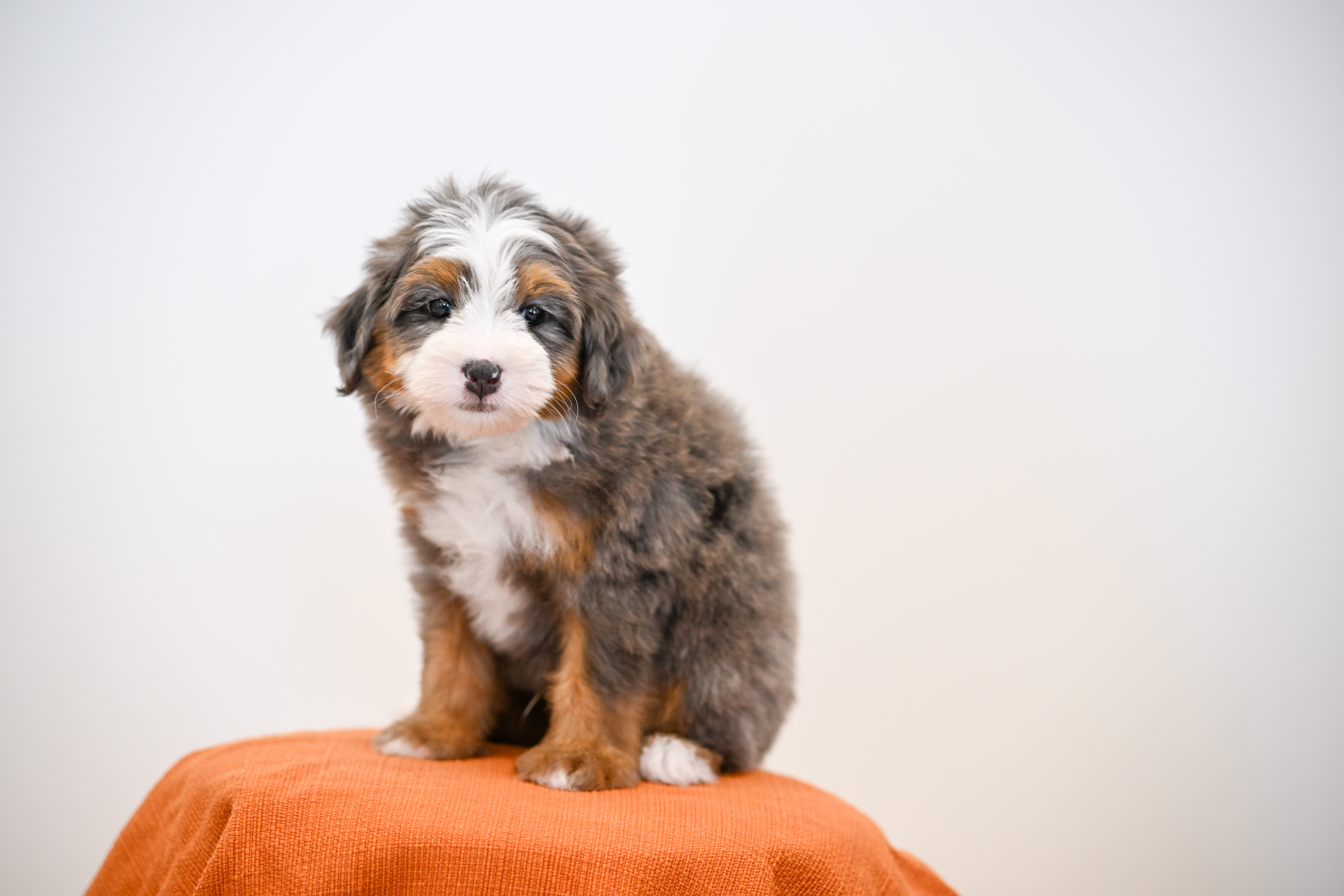 Melrose, Merle Tri Colored, boy, Mini Bernedoodle, puppy at Down Home Doodle