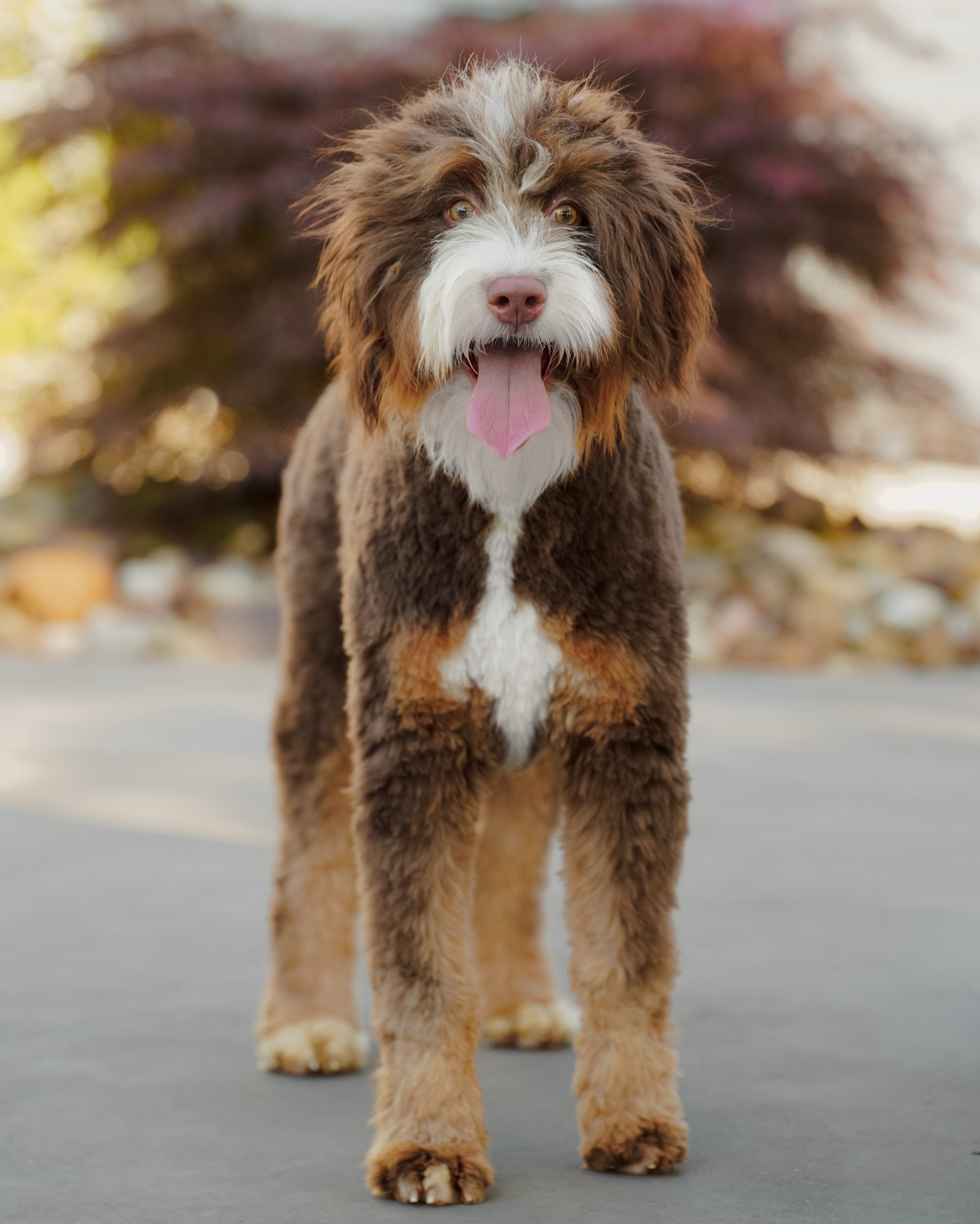 Evelyn, Chocolate Tri Mini Bernedoodle mom at Down Home Doodle