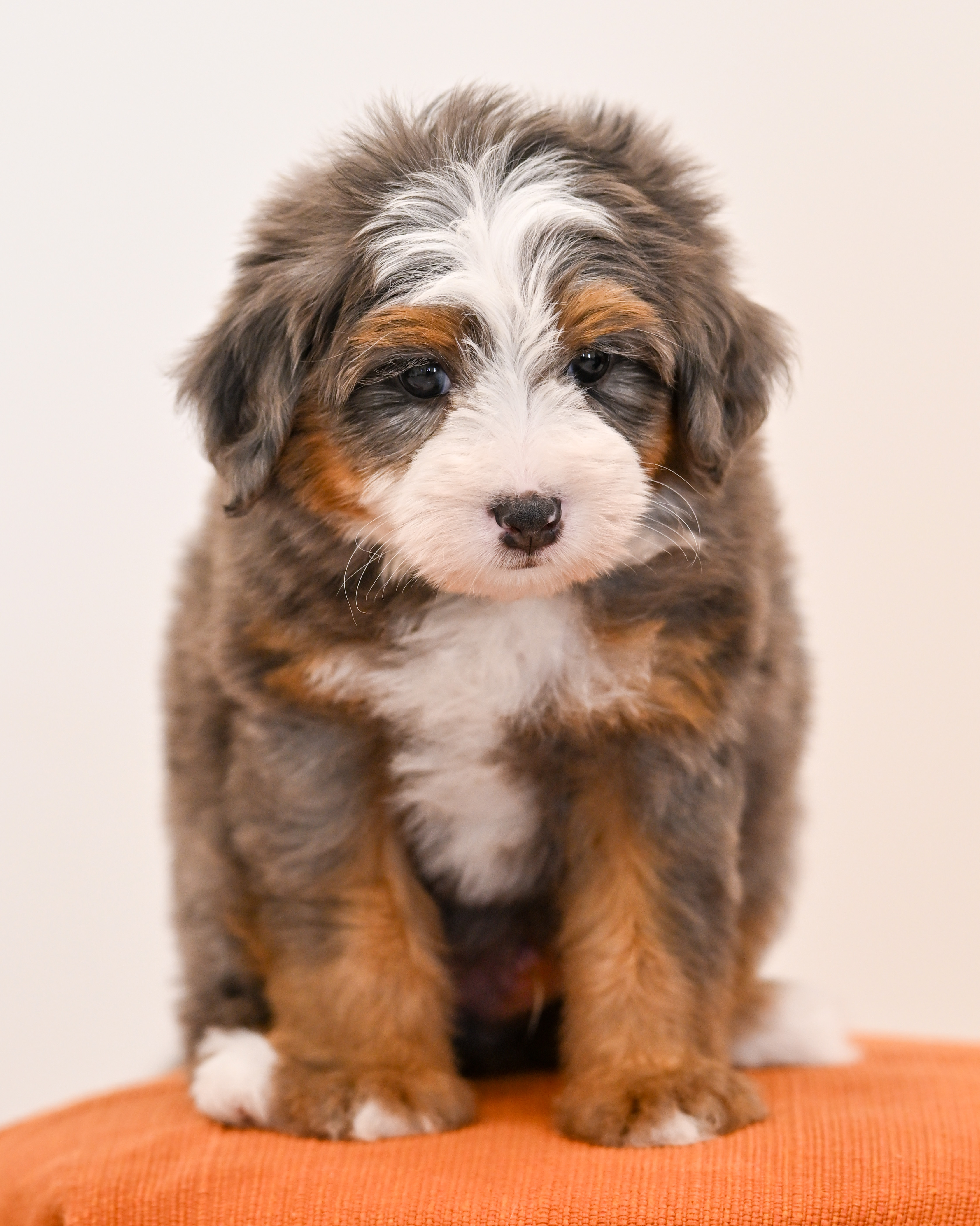 Melrose, Merle Tri Colored, boy, Mini Bernedoodle, puppy at Down Home Doodle