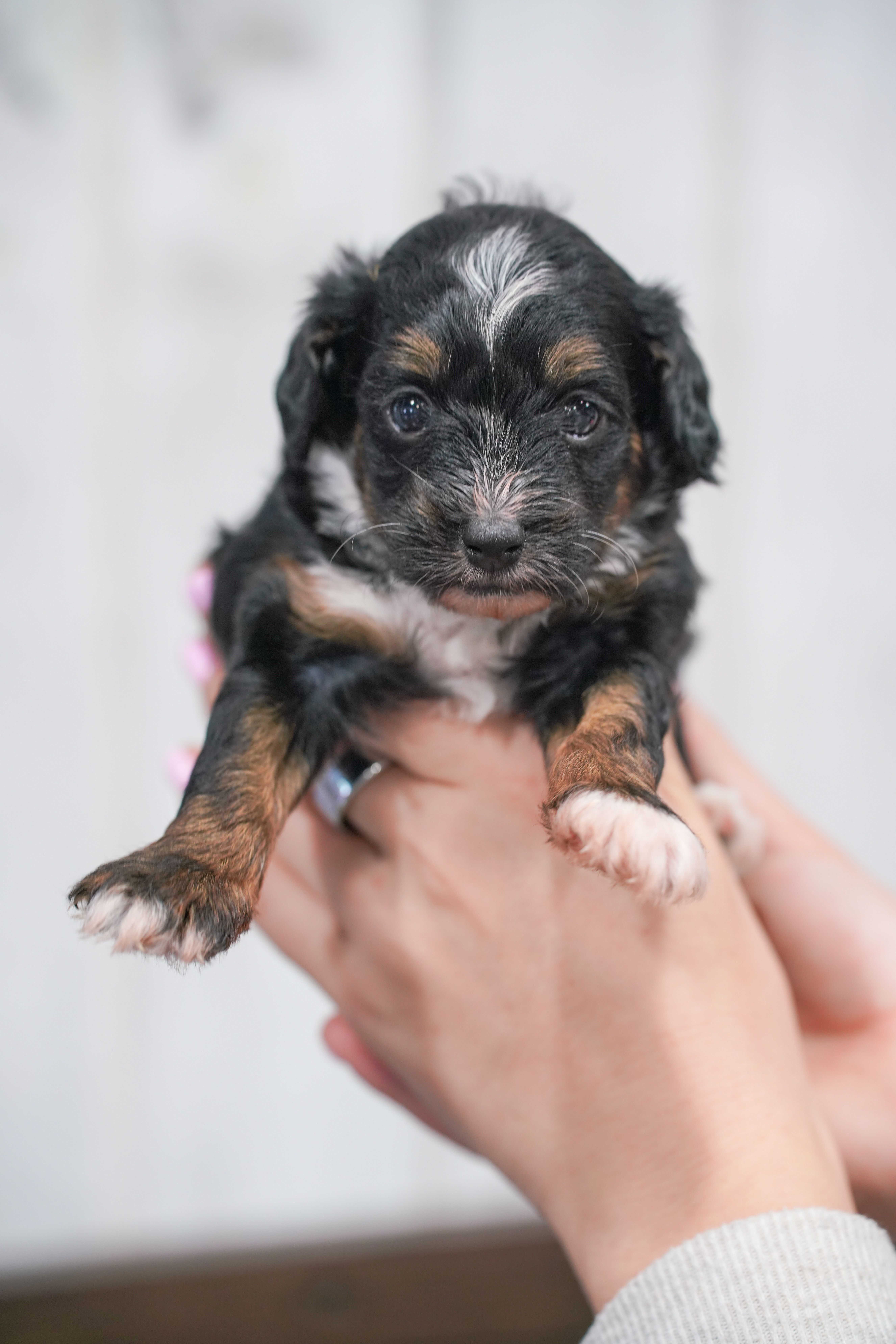 Disney, Tri Colored, girl, Micro Bernedoodle, puppy at Down Home Doodle