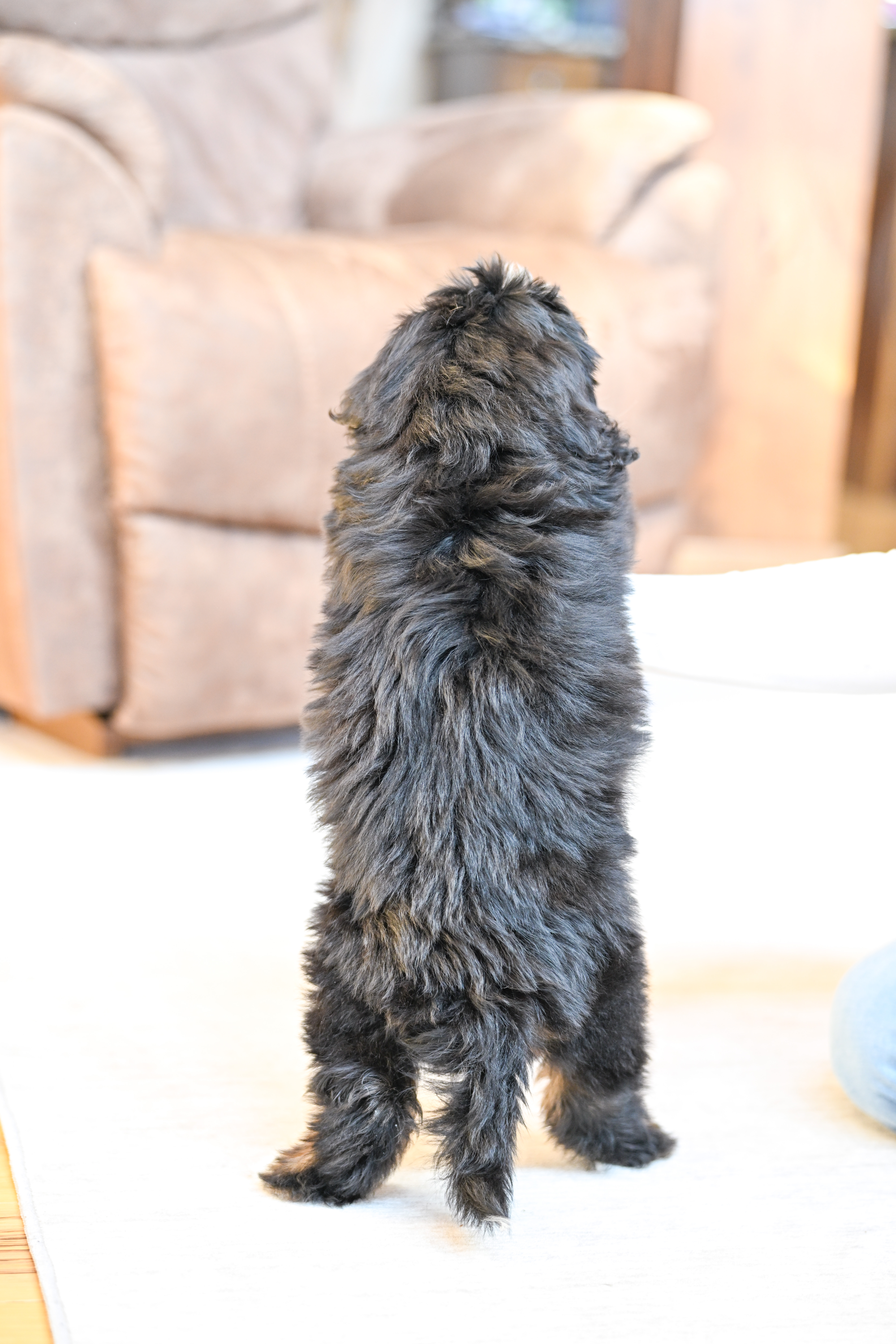 Flynn, Tri Colored, boy, Mini Bernedoodle, puppy at Down Home Doodle