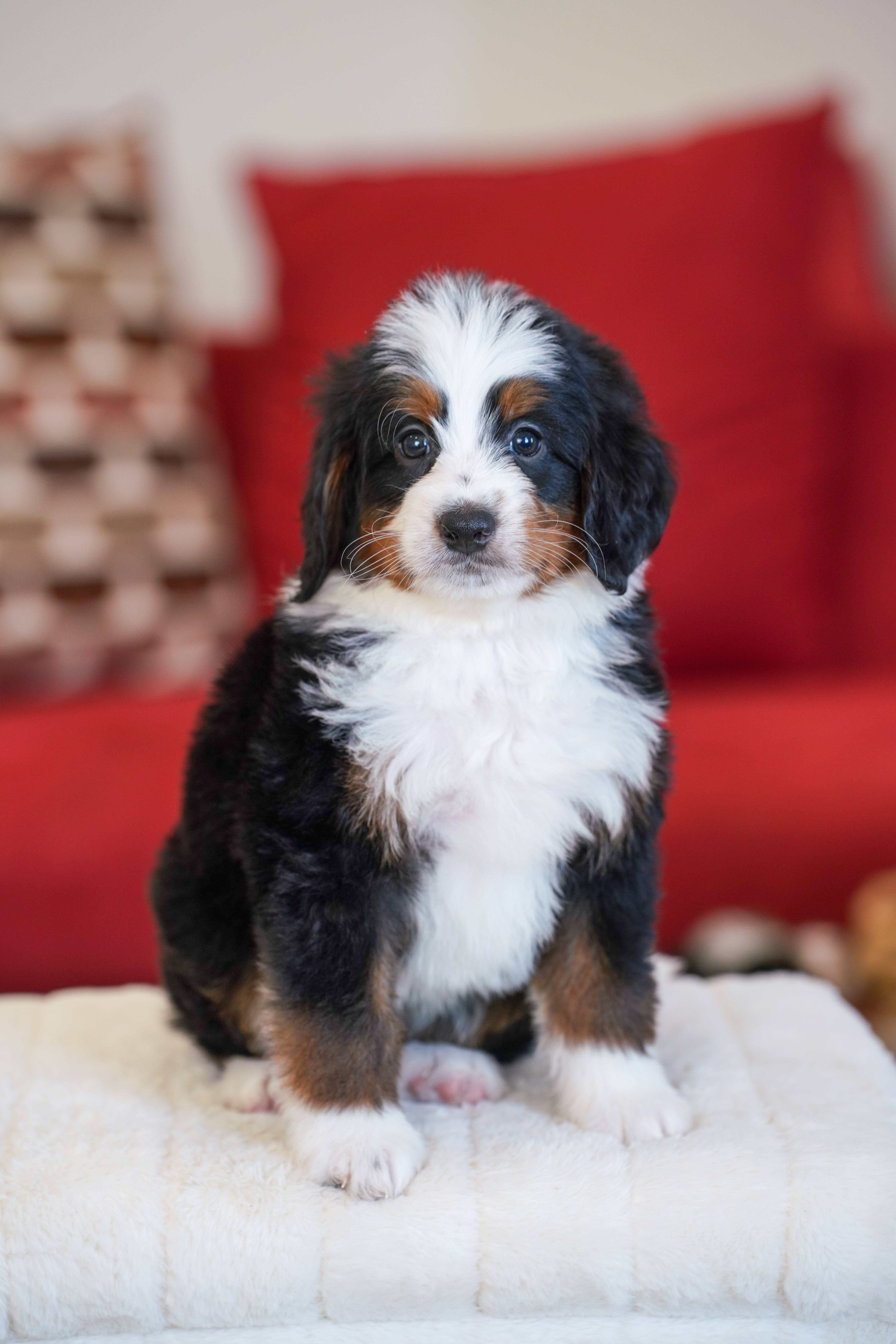 Trump, Tri Colored, boy, Mini Bernedoodle, puppy at Down Home Doodle