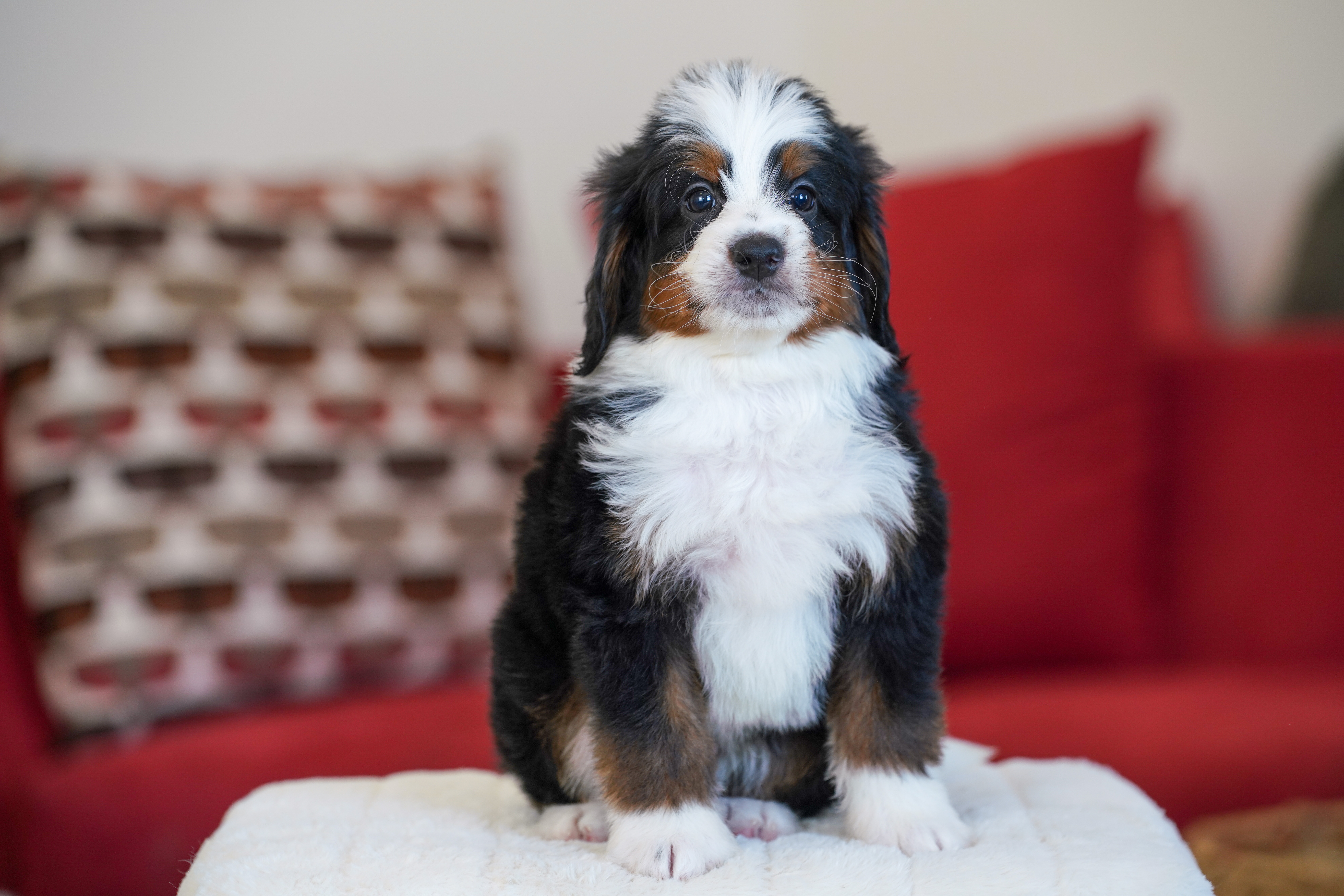 Trump, Tri Colored boy from the White House Litter