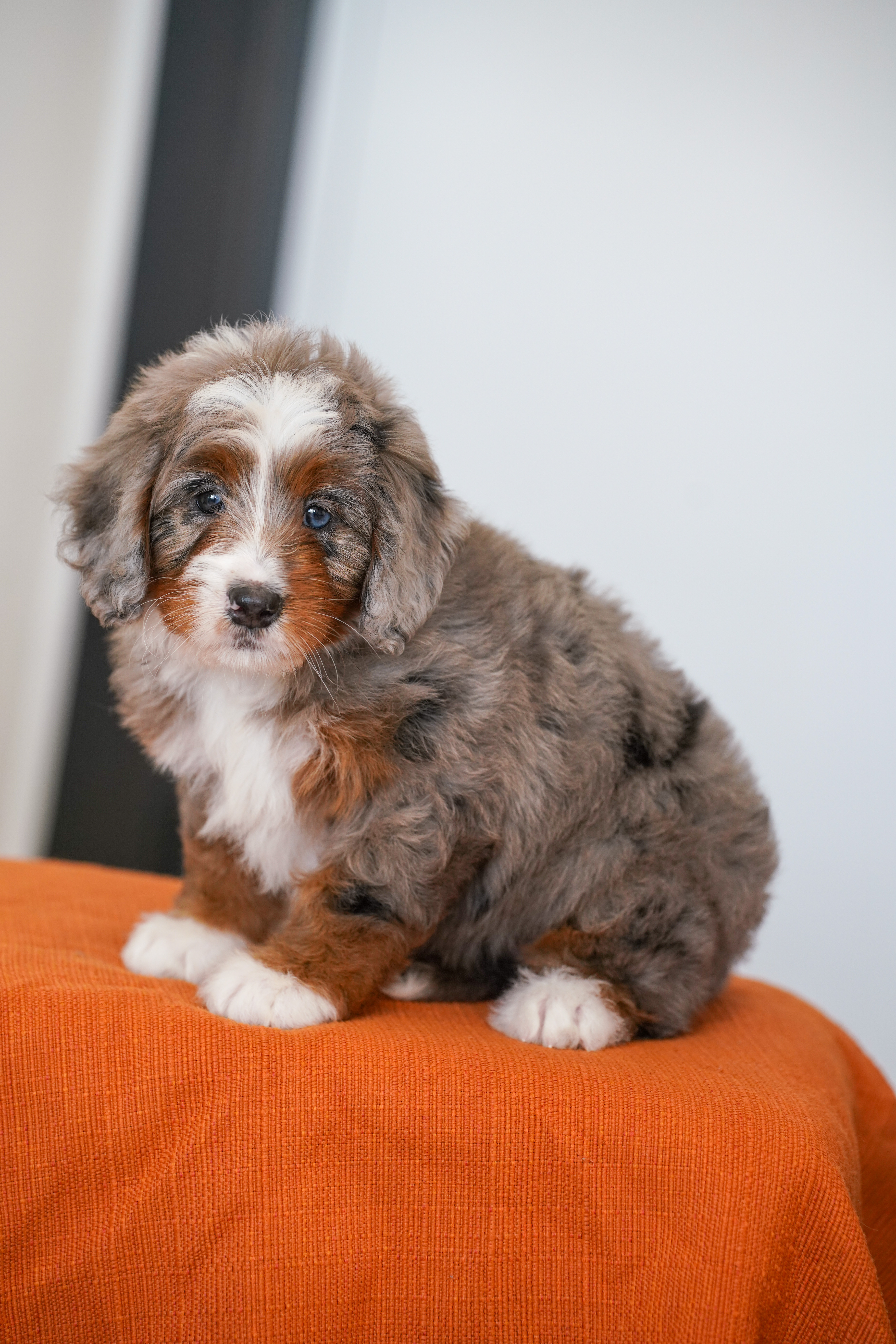 Jasmine, Merle Tri Colored, girl, Mini Bernedoodle, puppy at Down Home Doodle