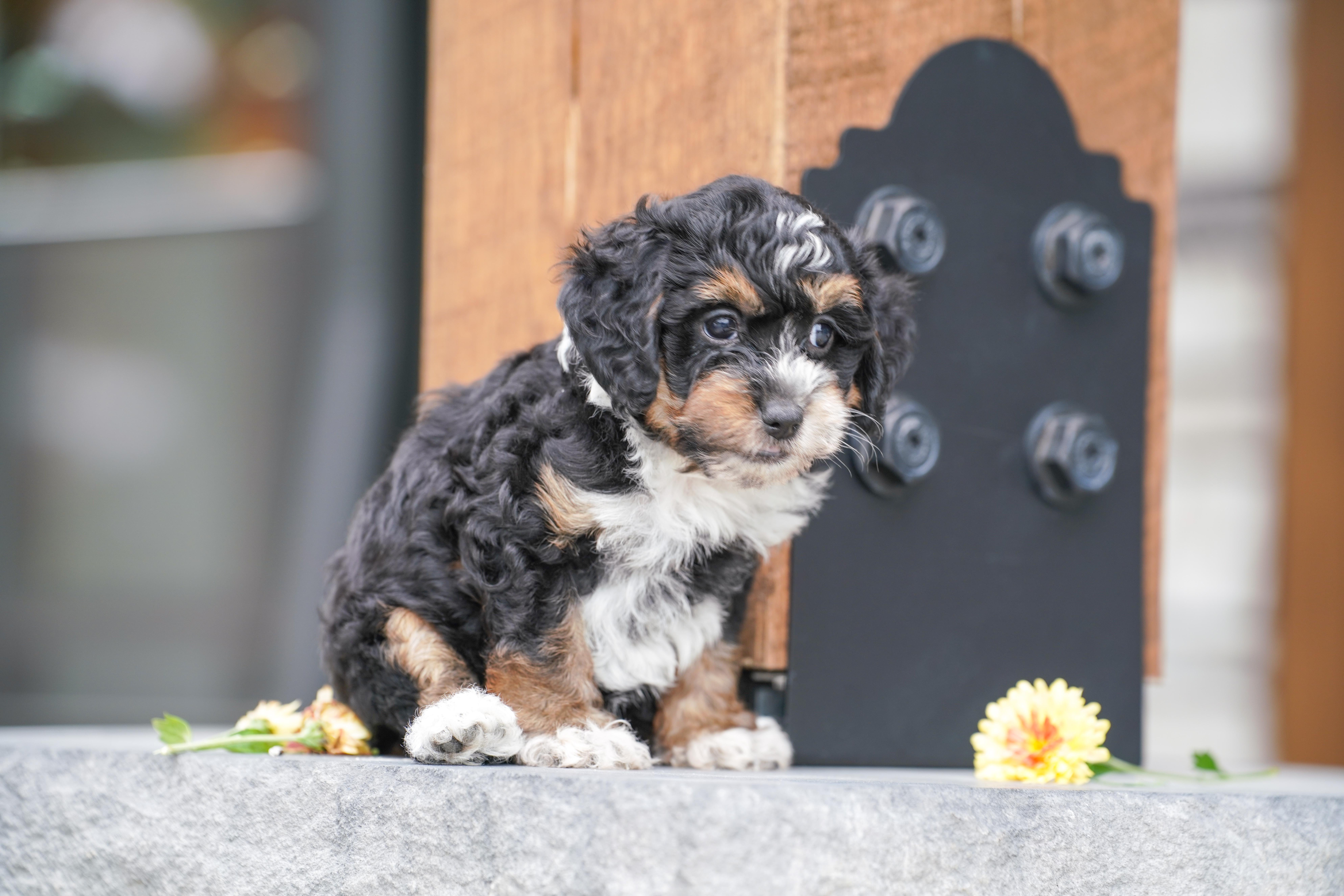 Peony, Tri Colored, girl, Micro Bernedoodle, puppy at Down Home Doodle