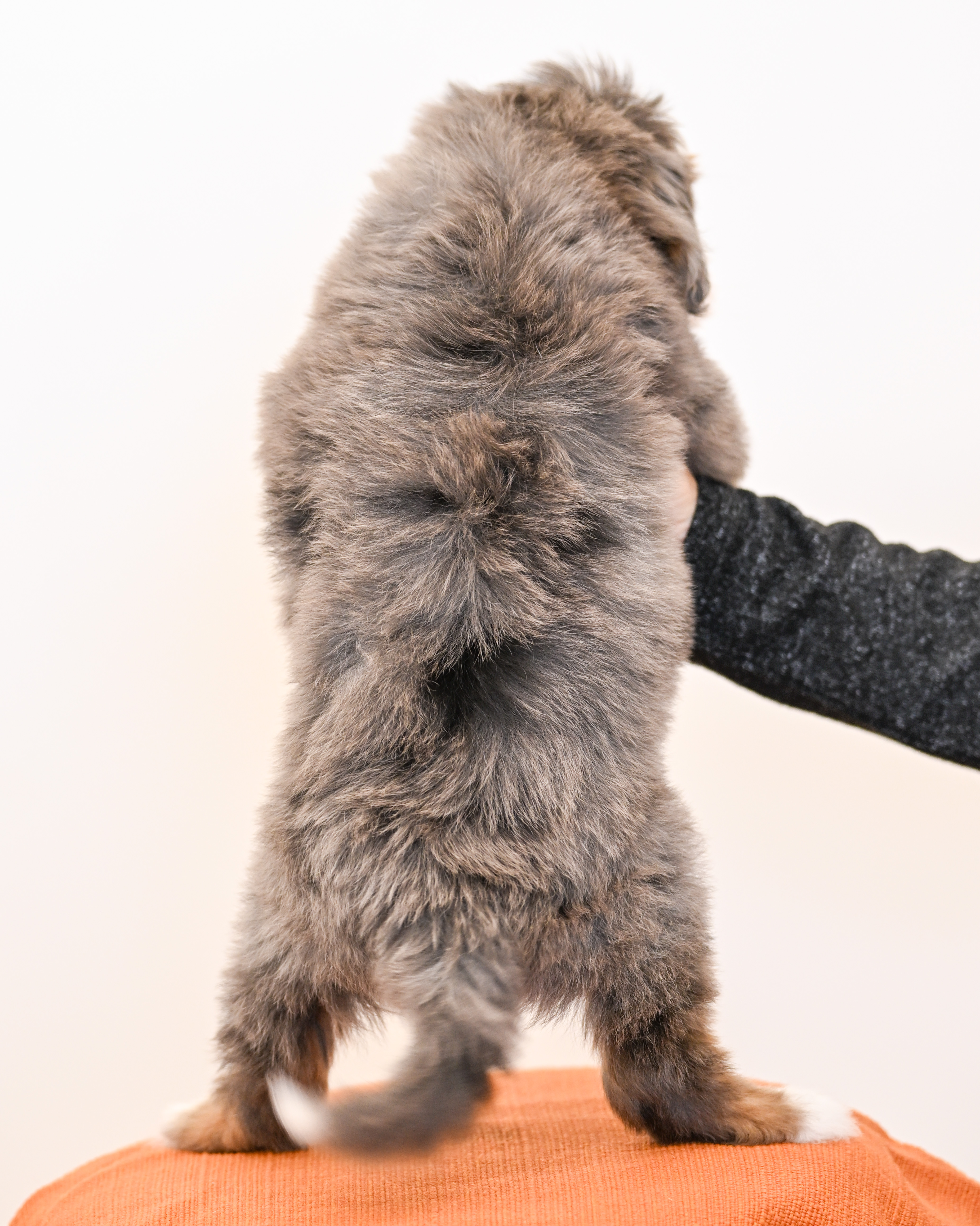 Melrose, Merle Tri Colored, boy, Mini Bernedoodle, puppy at Down Home Doodle
