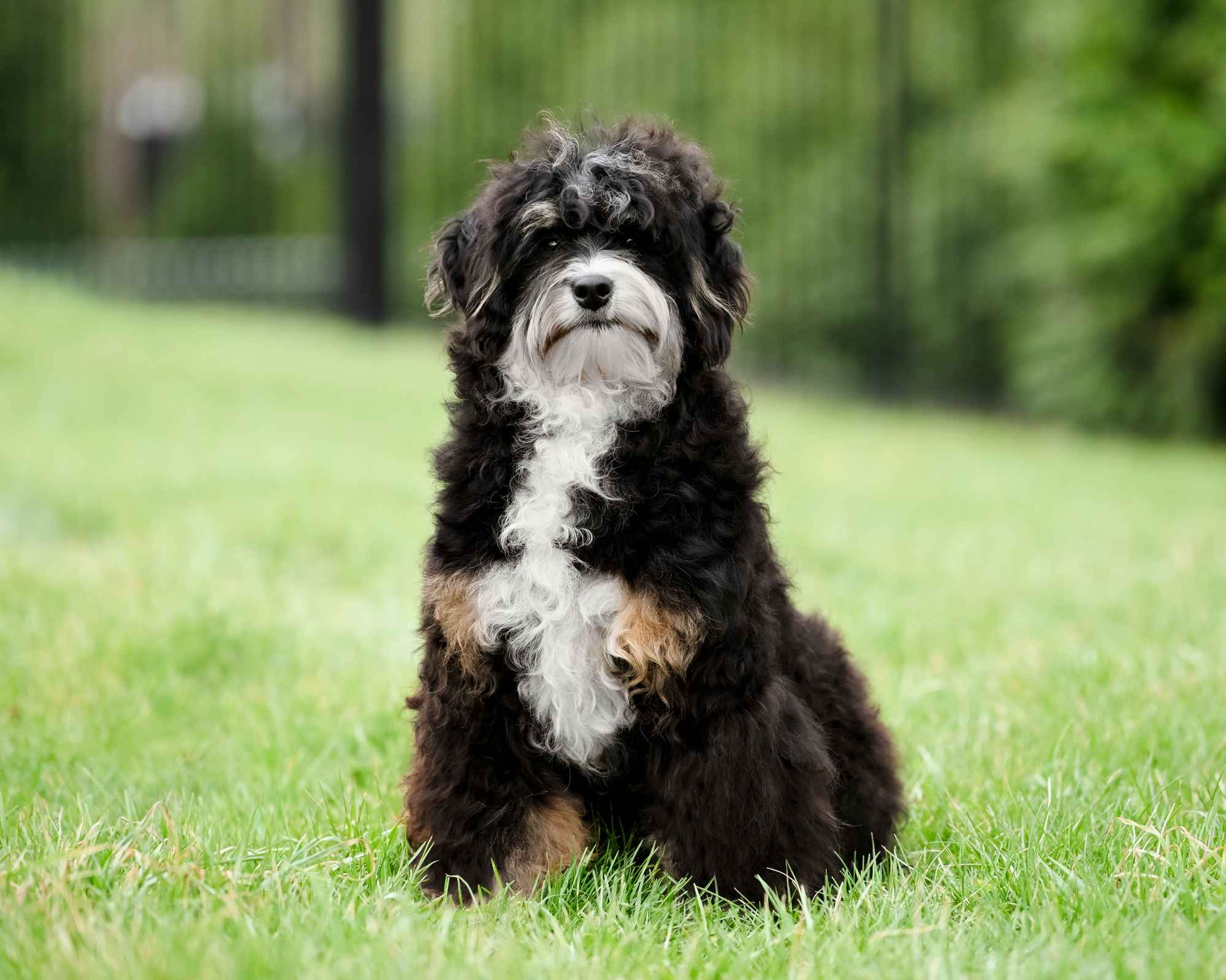 Winston, photo 4