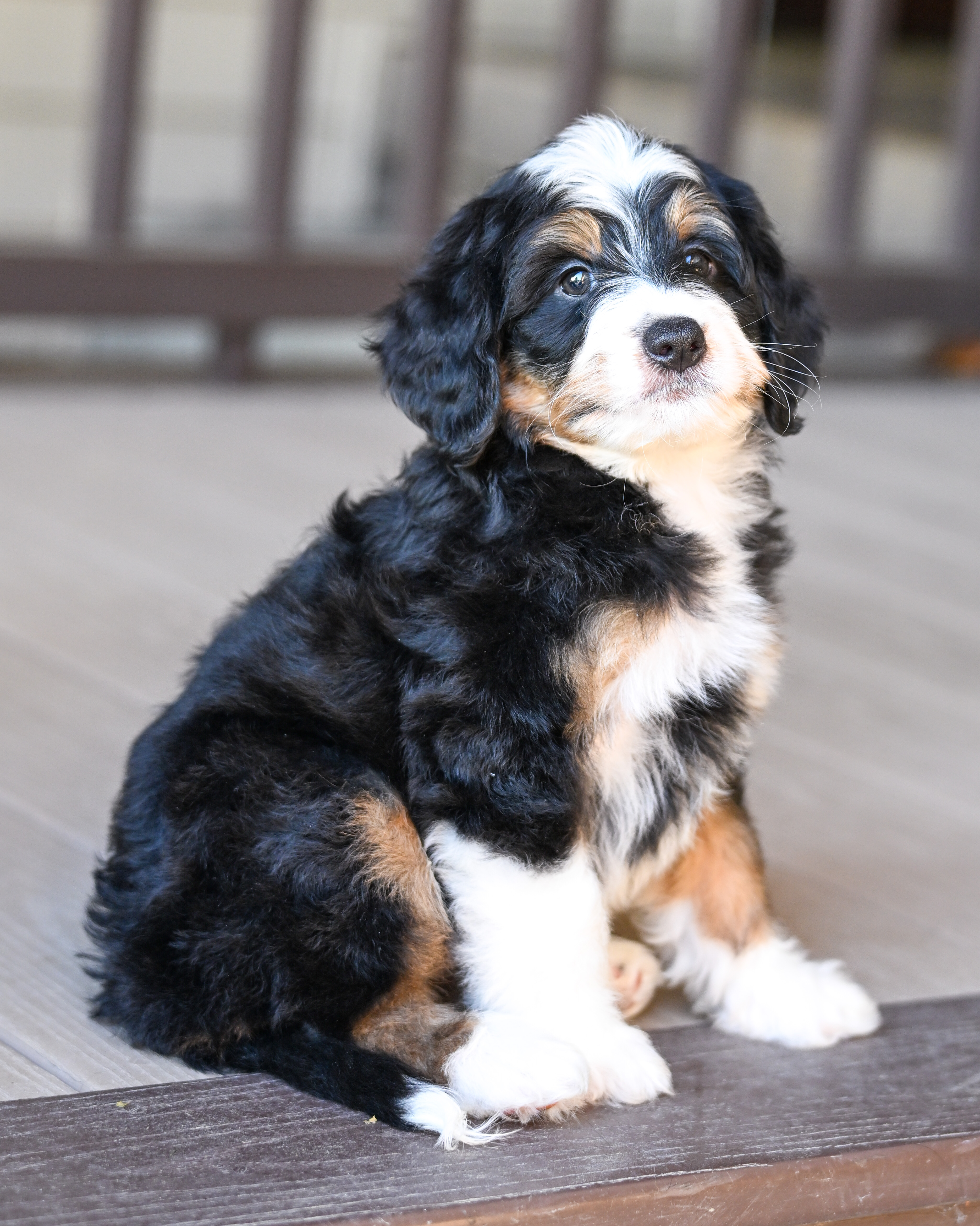 Harris, Tri Colored, boy, Mini Bernedoodle, puppy at Down Home Doodle
