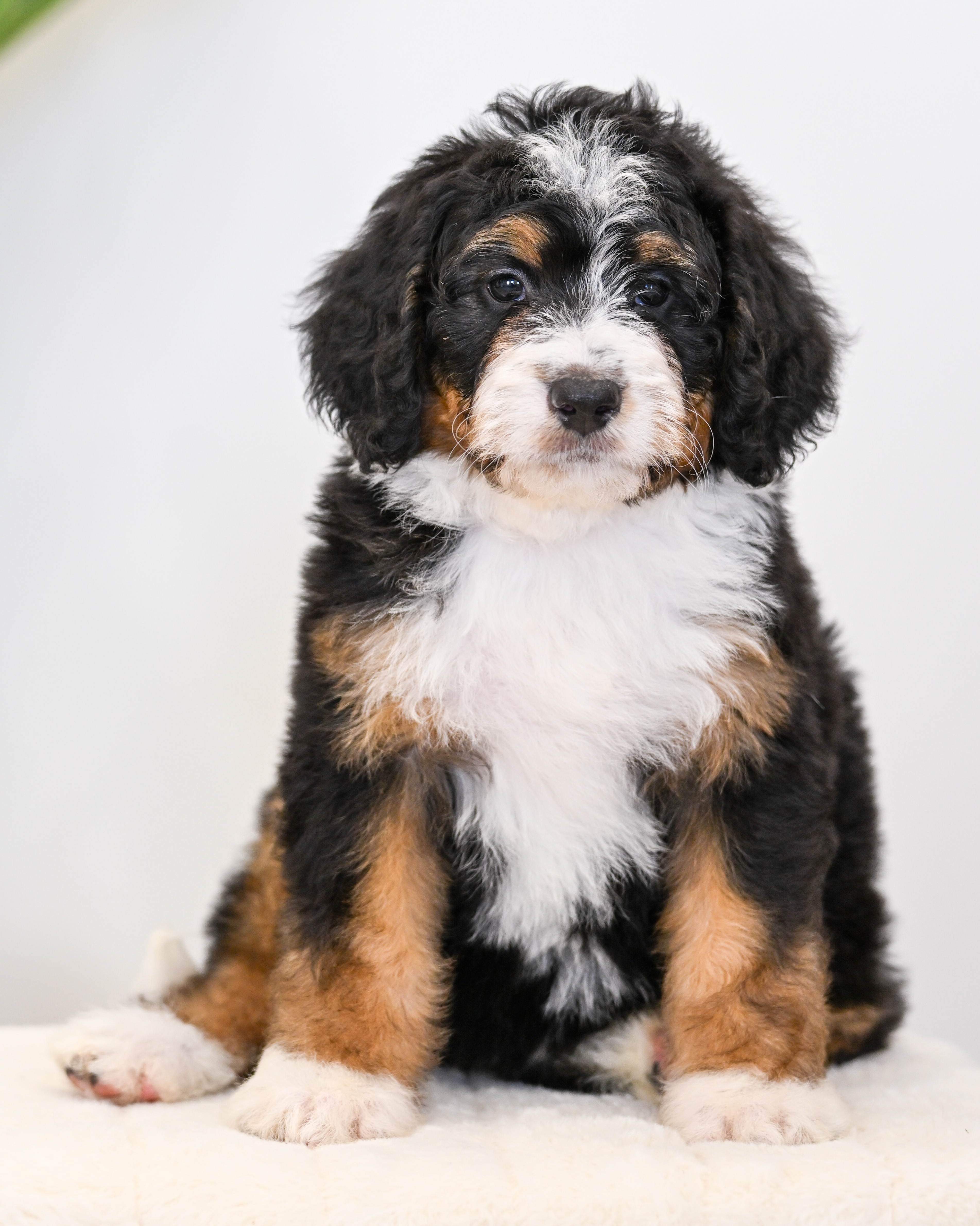 Taki, Tri Colored, girl, Mini Bernedoodle, puppy at Down Home Doodle