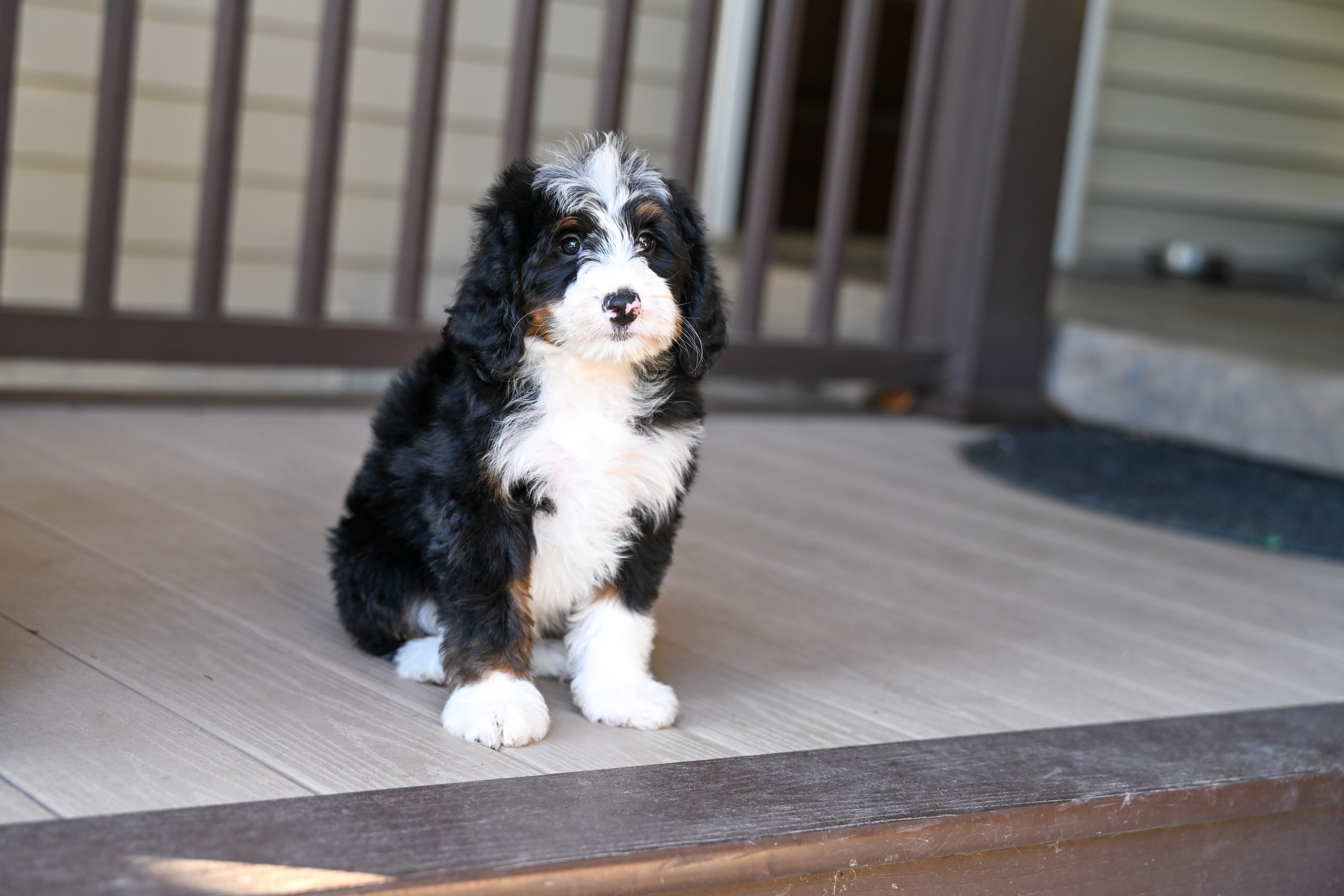 Hillary, Tri Colored, girl, Mini Bernedoodle, puppy at Down Home Doodle