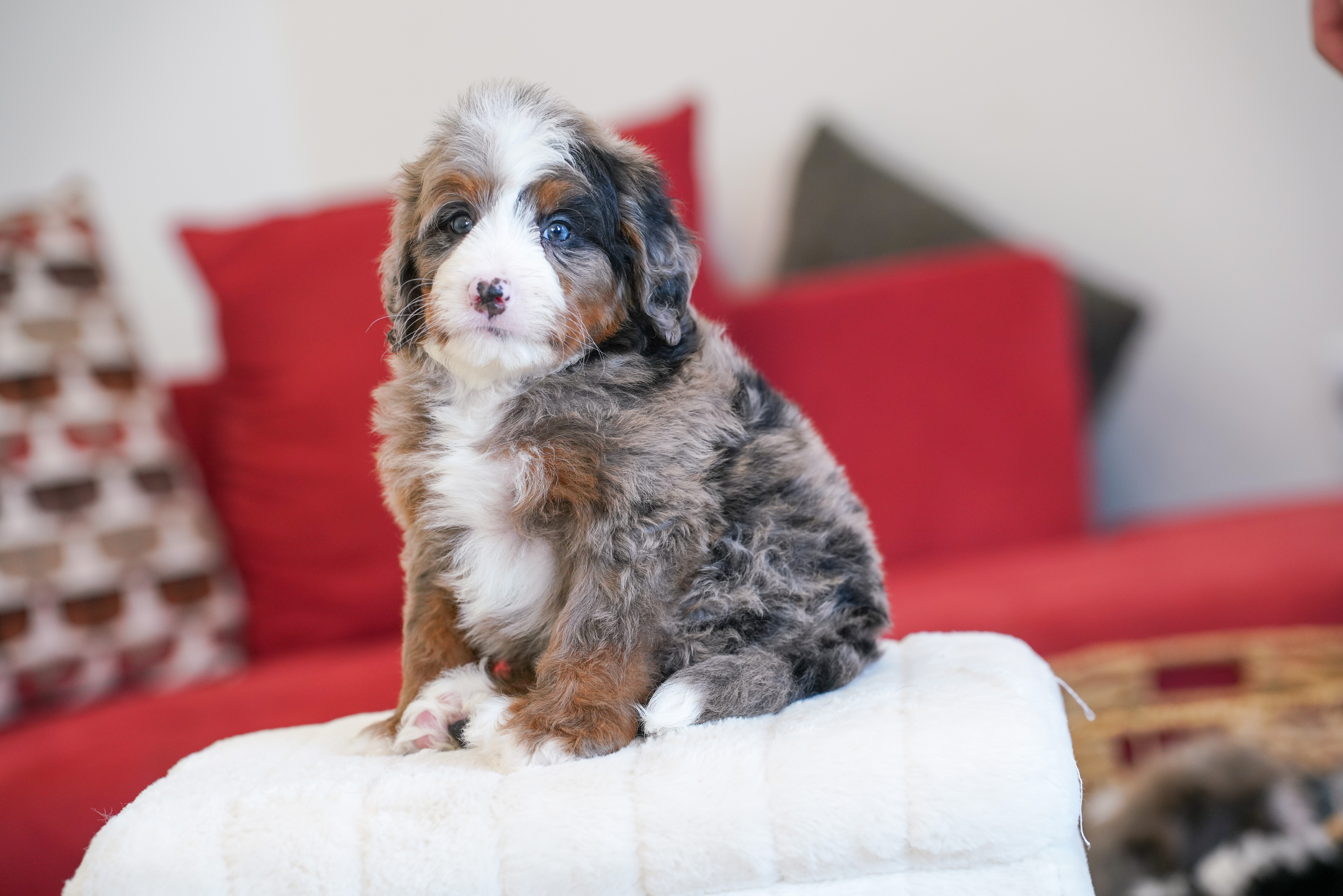 Vance, Merle Tri Colored, boy, Mini Bernedoodle, puppy at Down Home Doodle