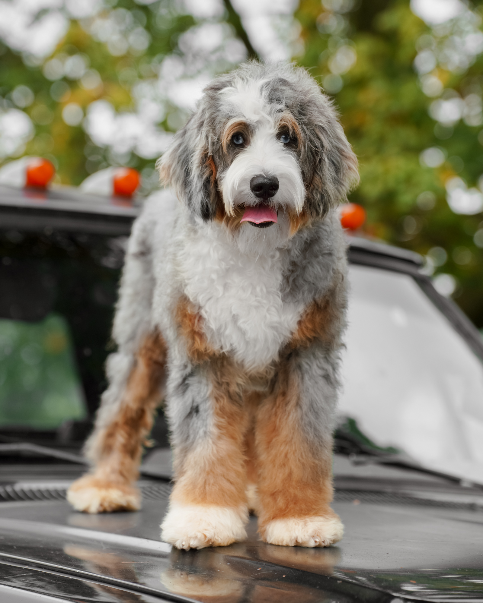 Meadow, Bernedoodle mom at Down Home Doodle