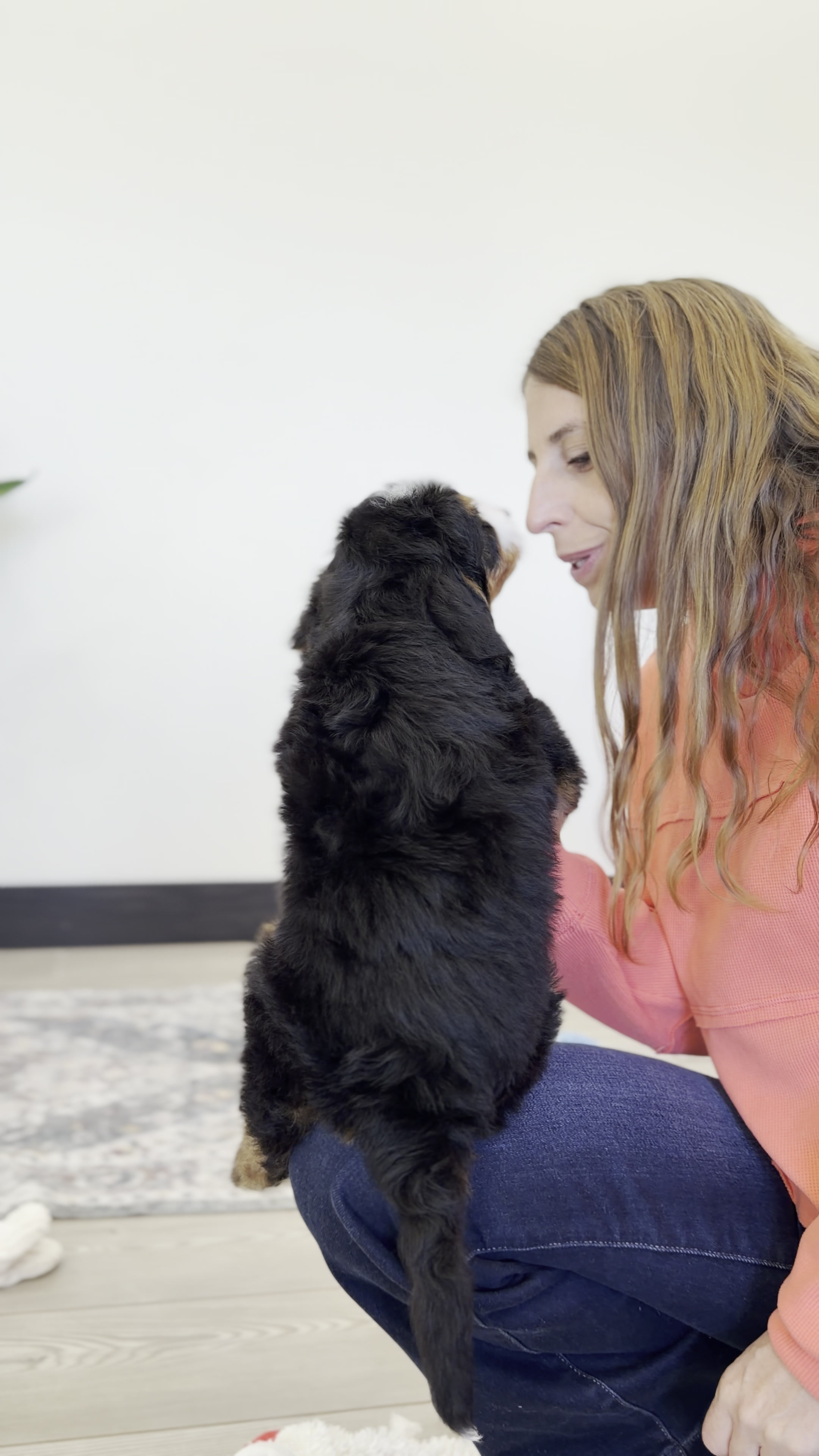 Cheeto, Tri Colored, boy, Mini Bernedoodle, puppy at Down Home Doodle