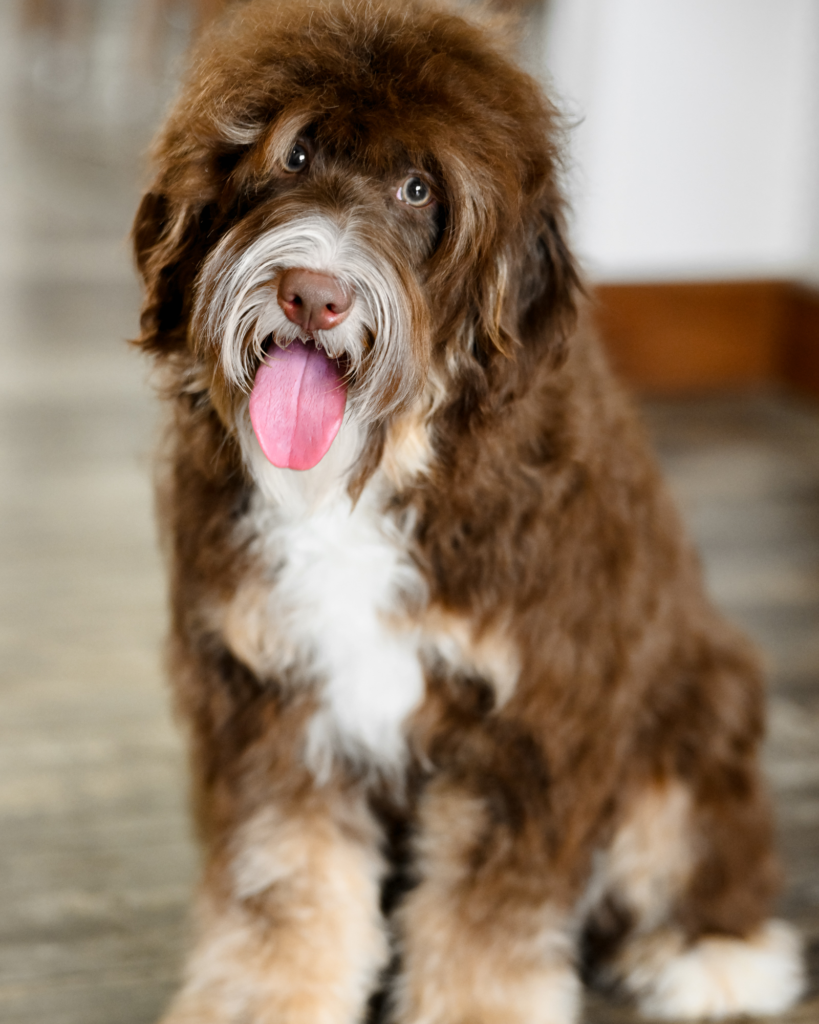 Nala, photo 7