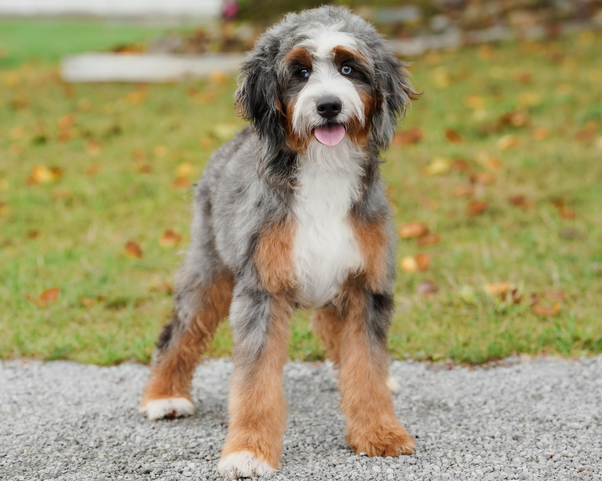 Willow, Blue Merle Tri Mini Bernedoodle mom at Down Home Doodle