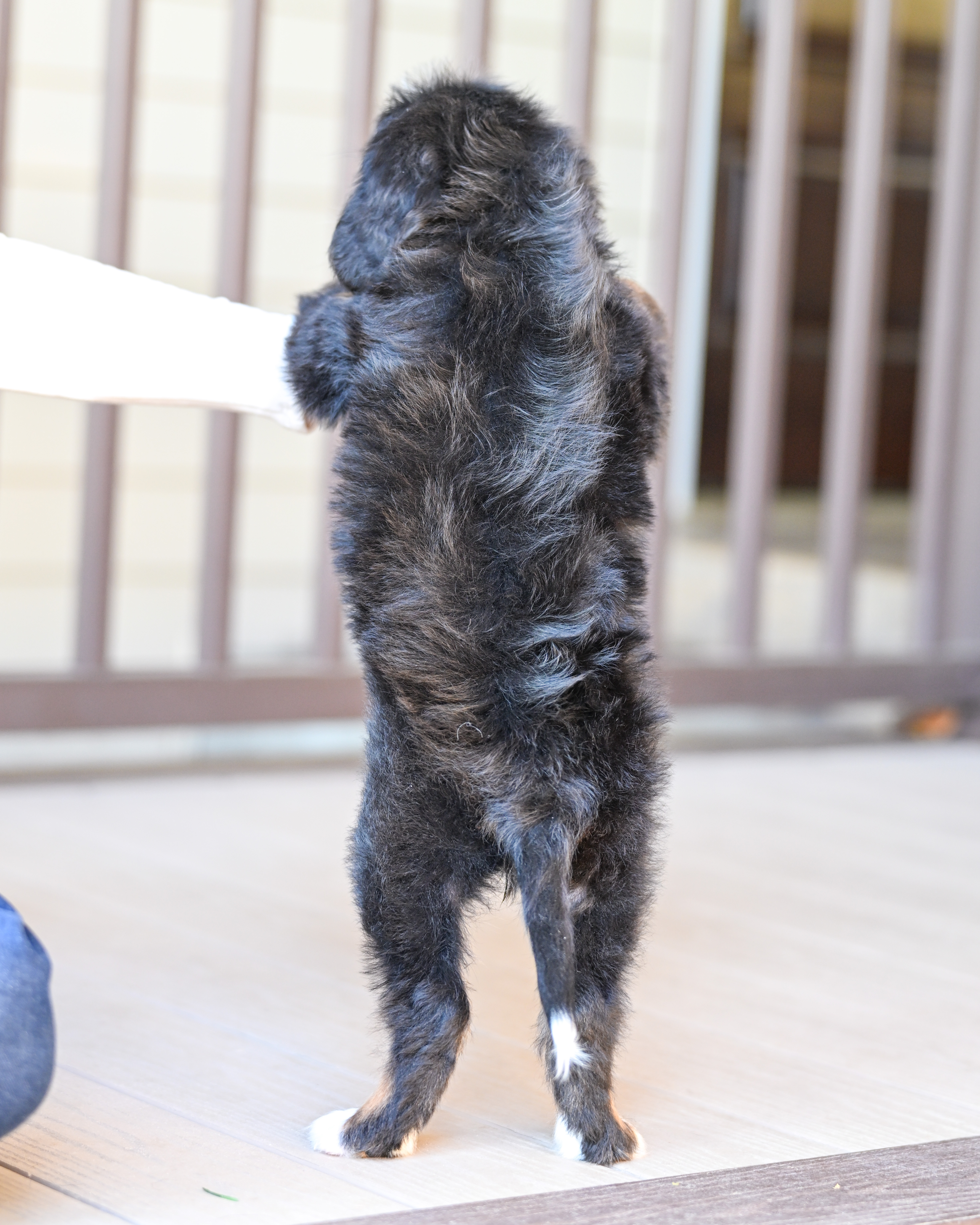 Michelle, Tri Colored, girl, Mini Bernedoodle, puppy at Down Home Doodle