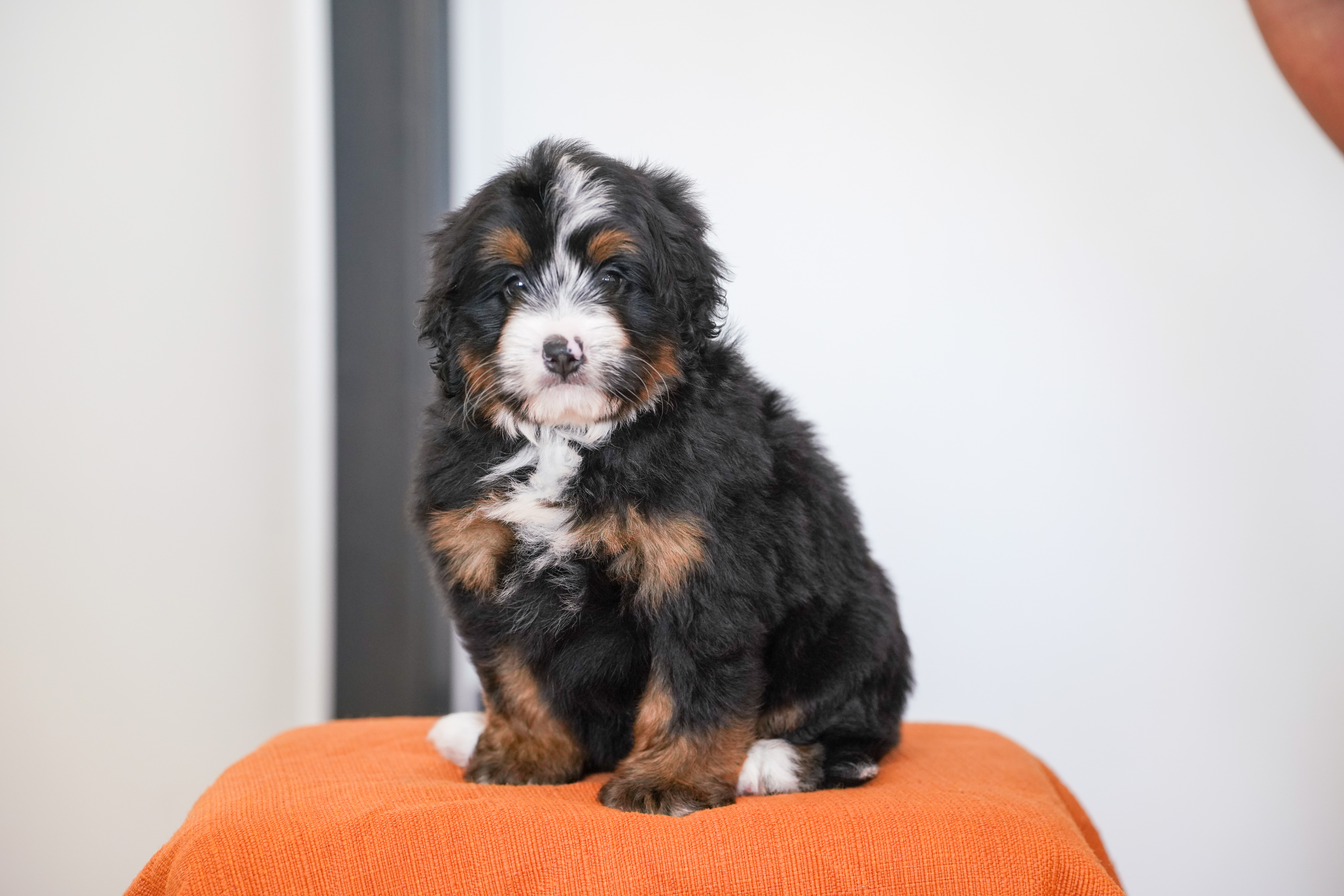 Flynn, Tri Colored, boy, Mini Bernedoodle, puppy at Down Home Doodle