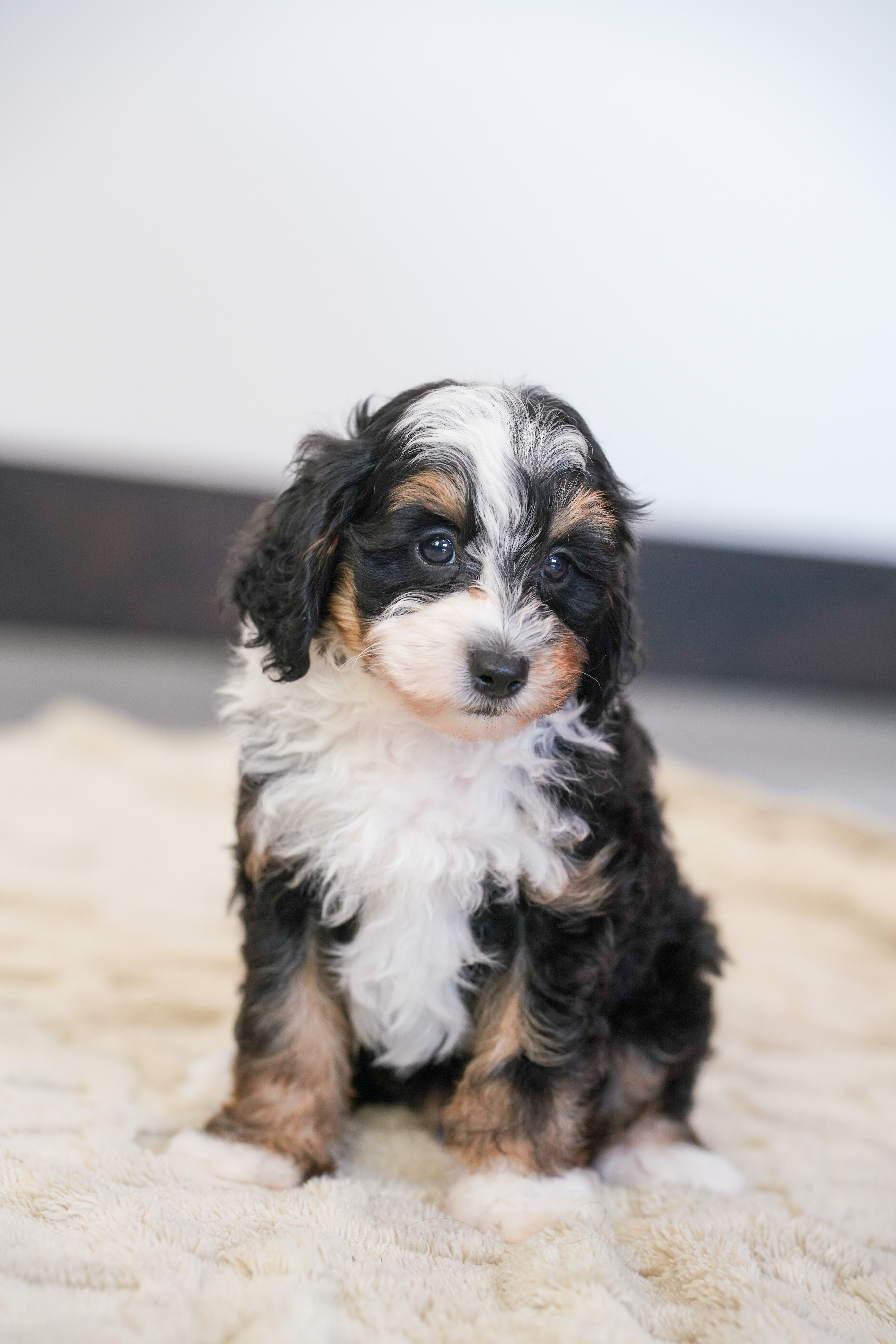 Beau, Tri Colored, boy, Micro Bernedoodle, puppy at Down Home Doodle