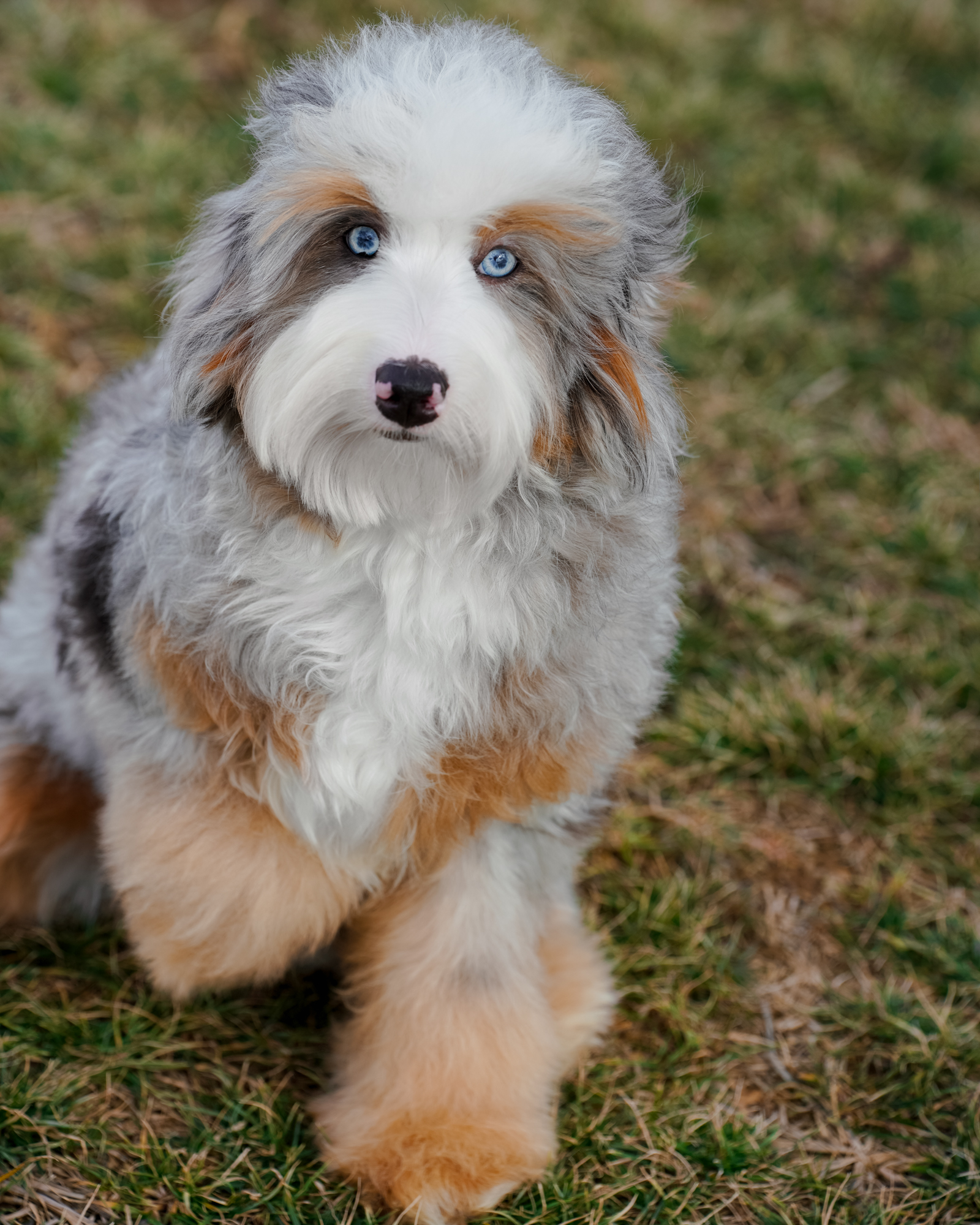 Darcy, photo 3