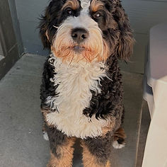 Puppy from a previous Mika litter